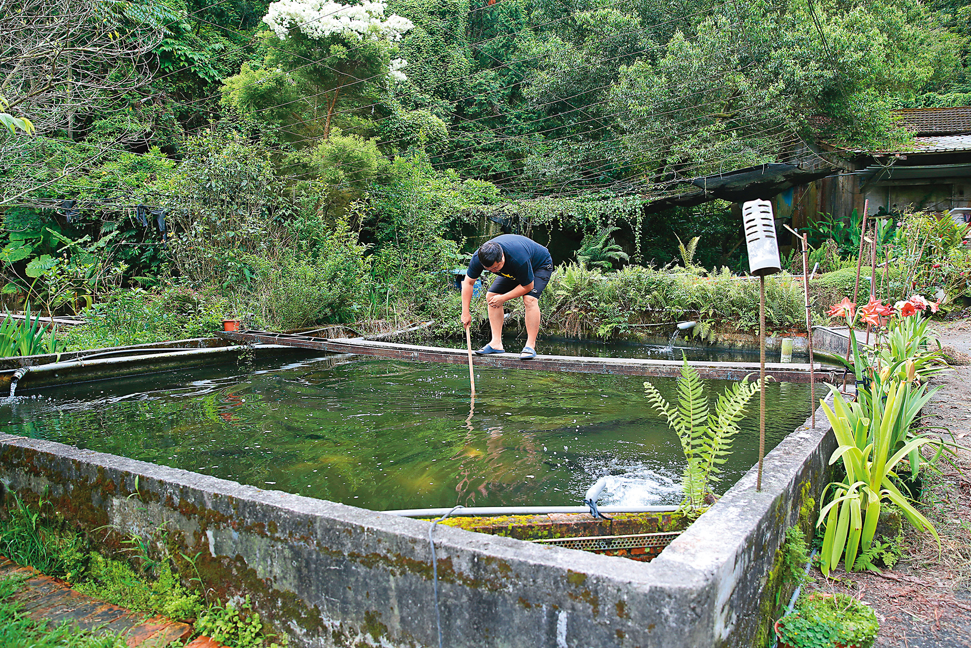 老闆詹喬宇是以養殖鱘龍魚苗起家。