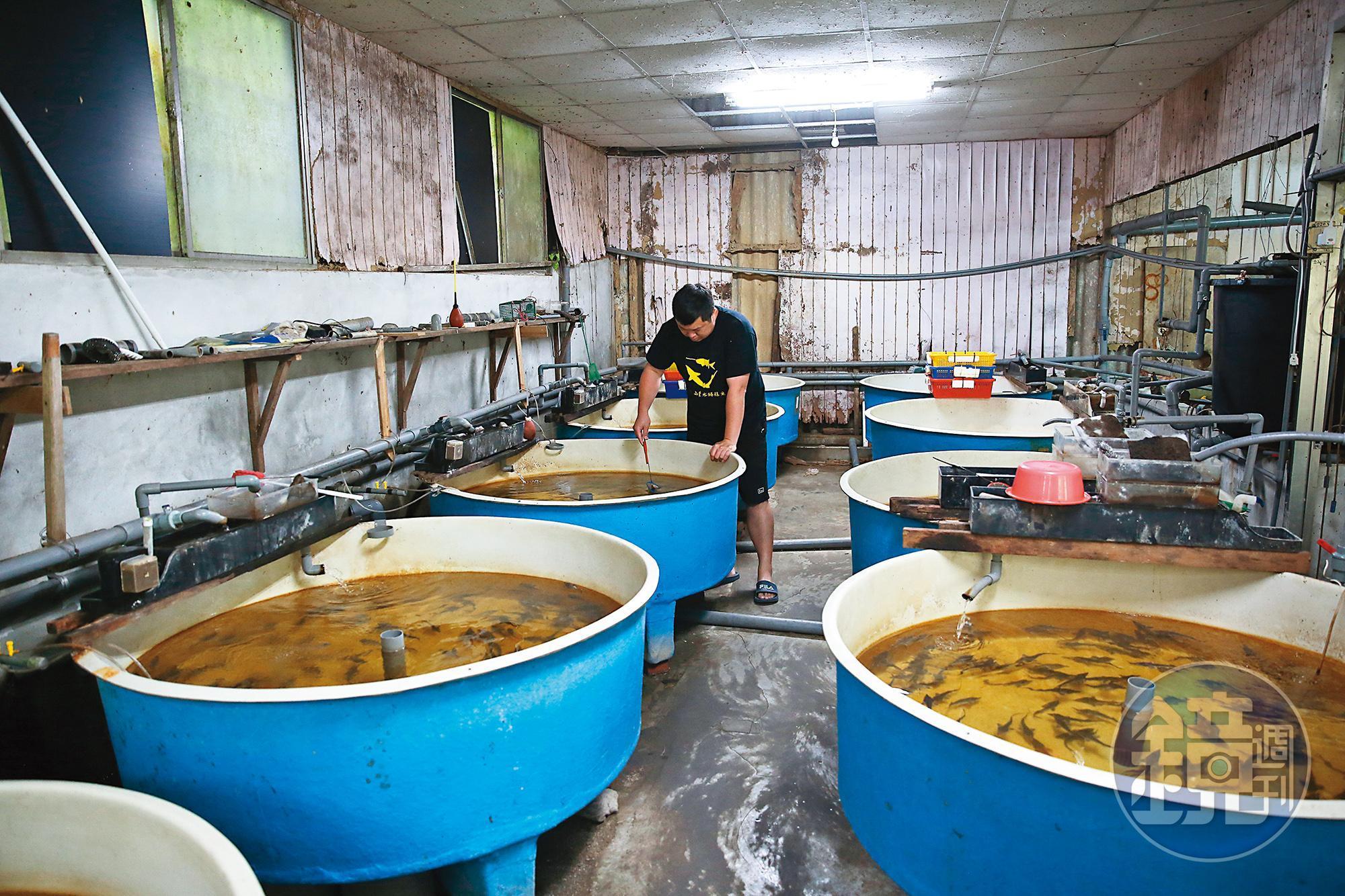 詹喬宇特別設計的漏斗狀魚池，讓他的鱘龍魚吃起來毫無土味。