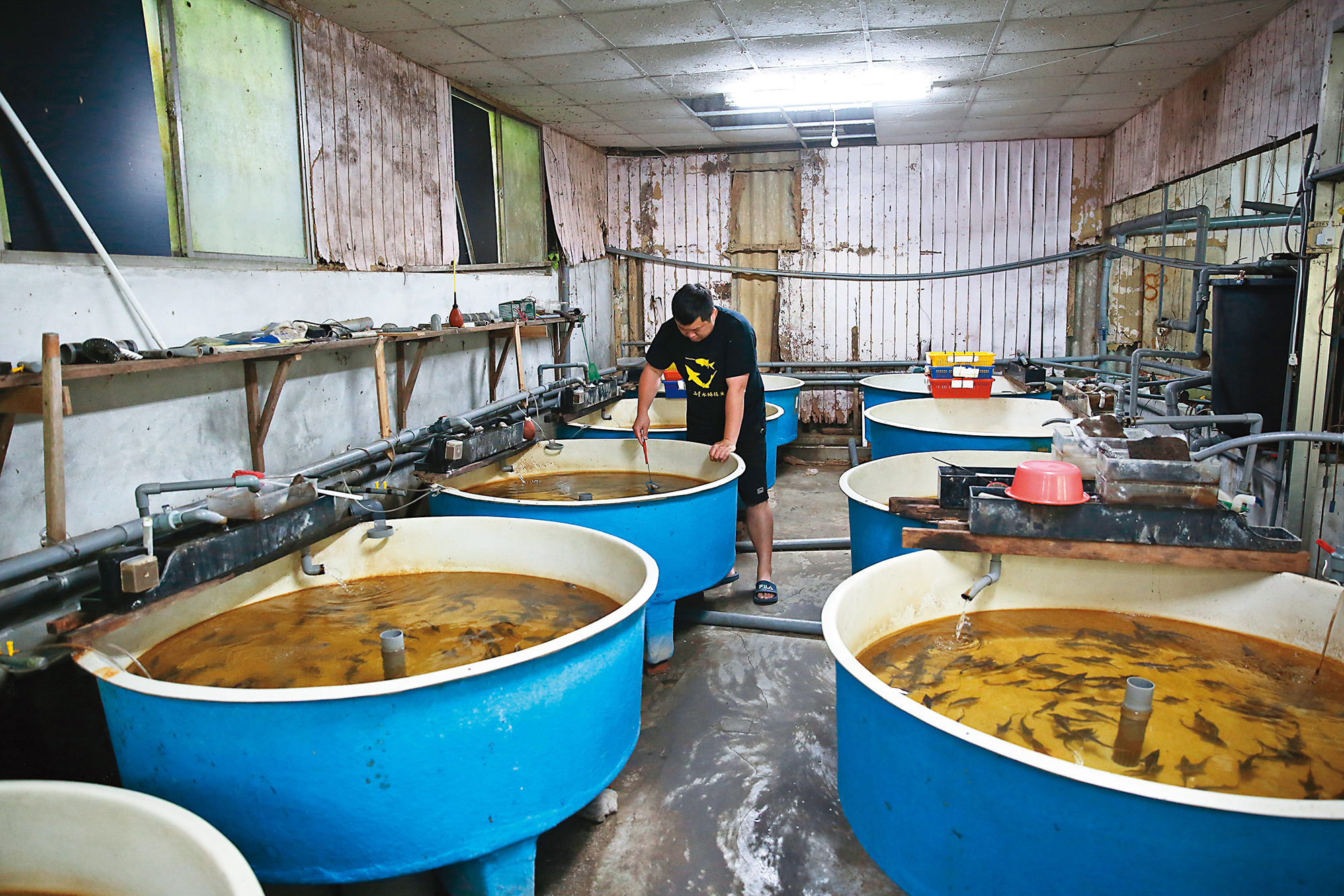 詹喬宇特別設計的漏斗狀魚池，讓他的鱘龍魚吃起來毫無土味。