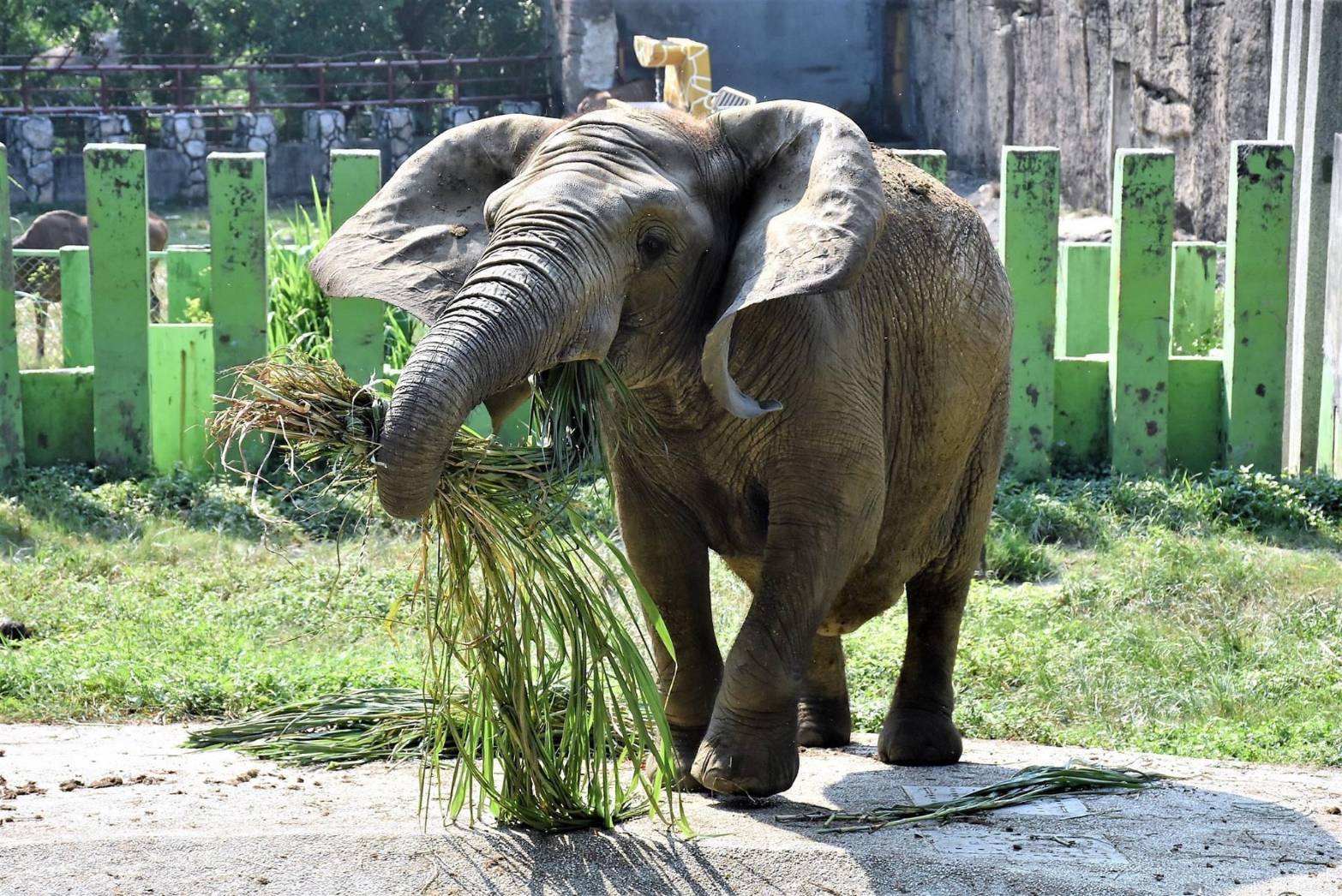 非洲象「阿里」其實是個女兒身。(壽山動物園提供)