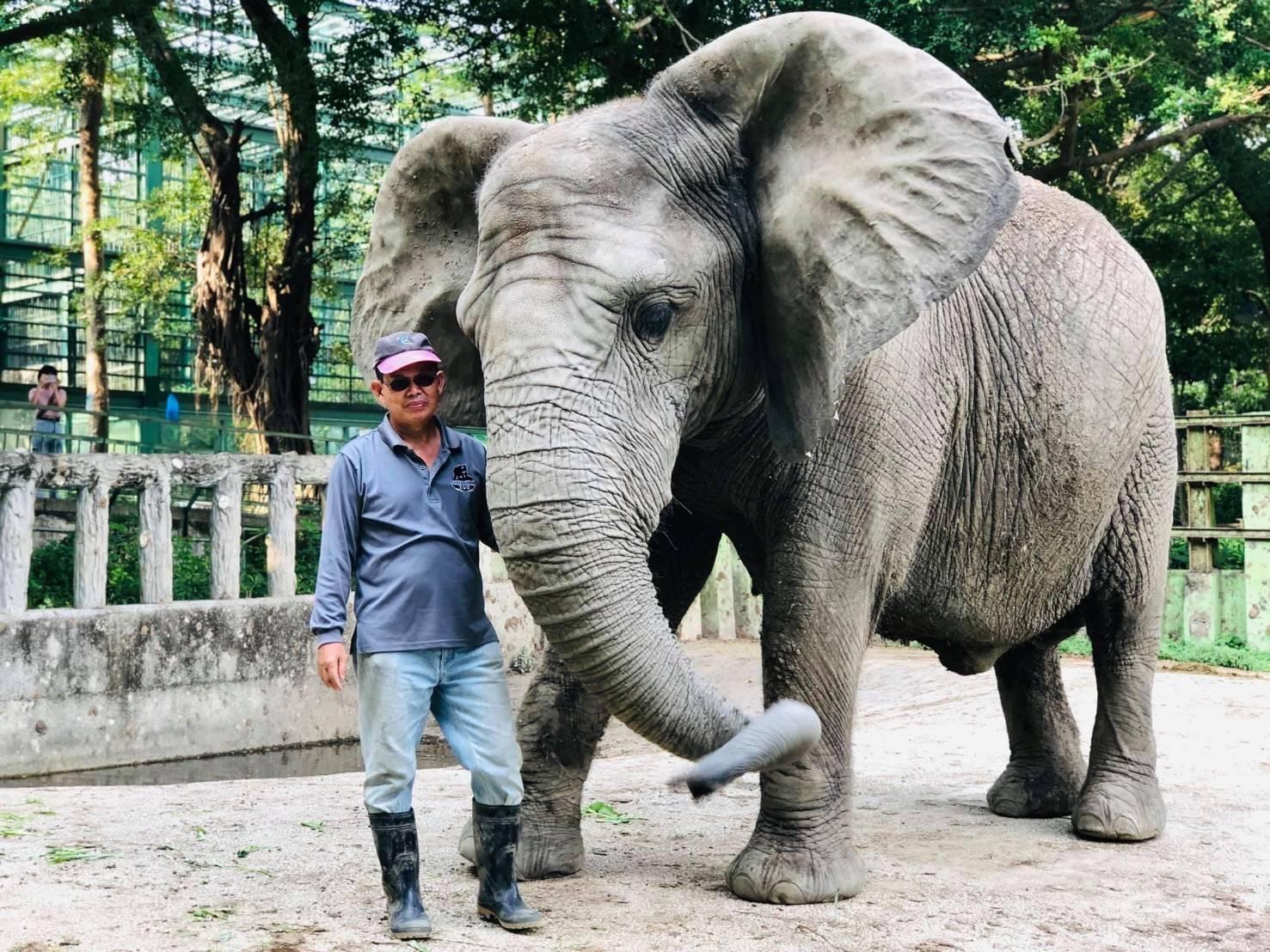「大象爸爸」張永興保育員與阿里情如父女。(壽山動物園提供)