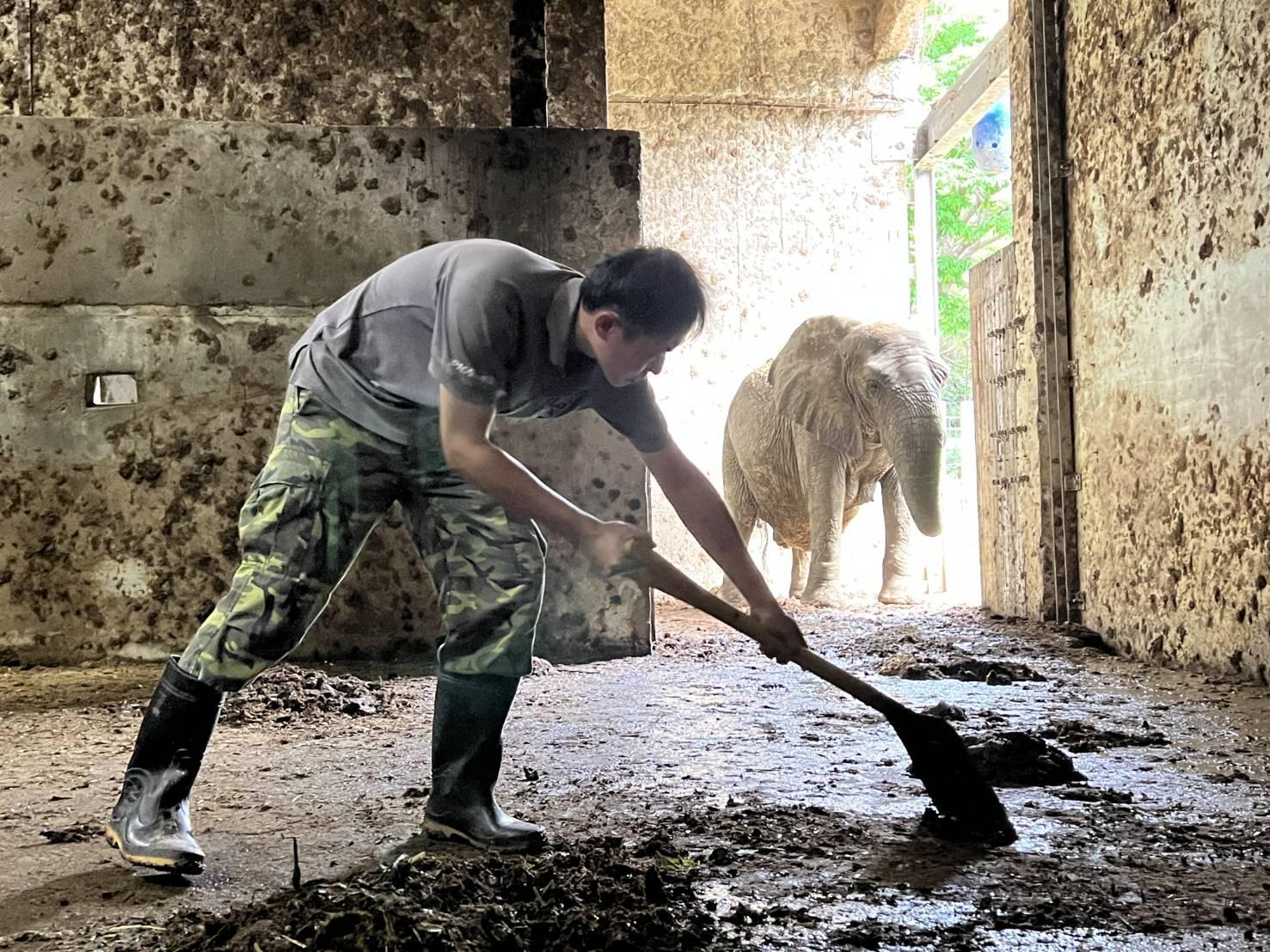 保育員林裕強每天一早就化身鏟屎官,幫忙清理阿里的房間。(壽山動物園提供)