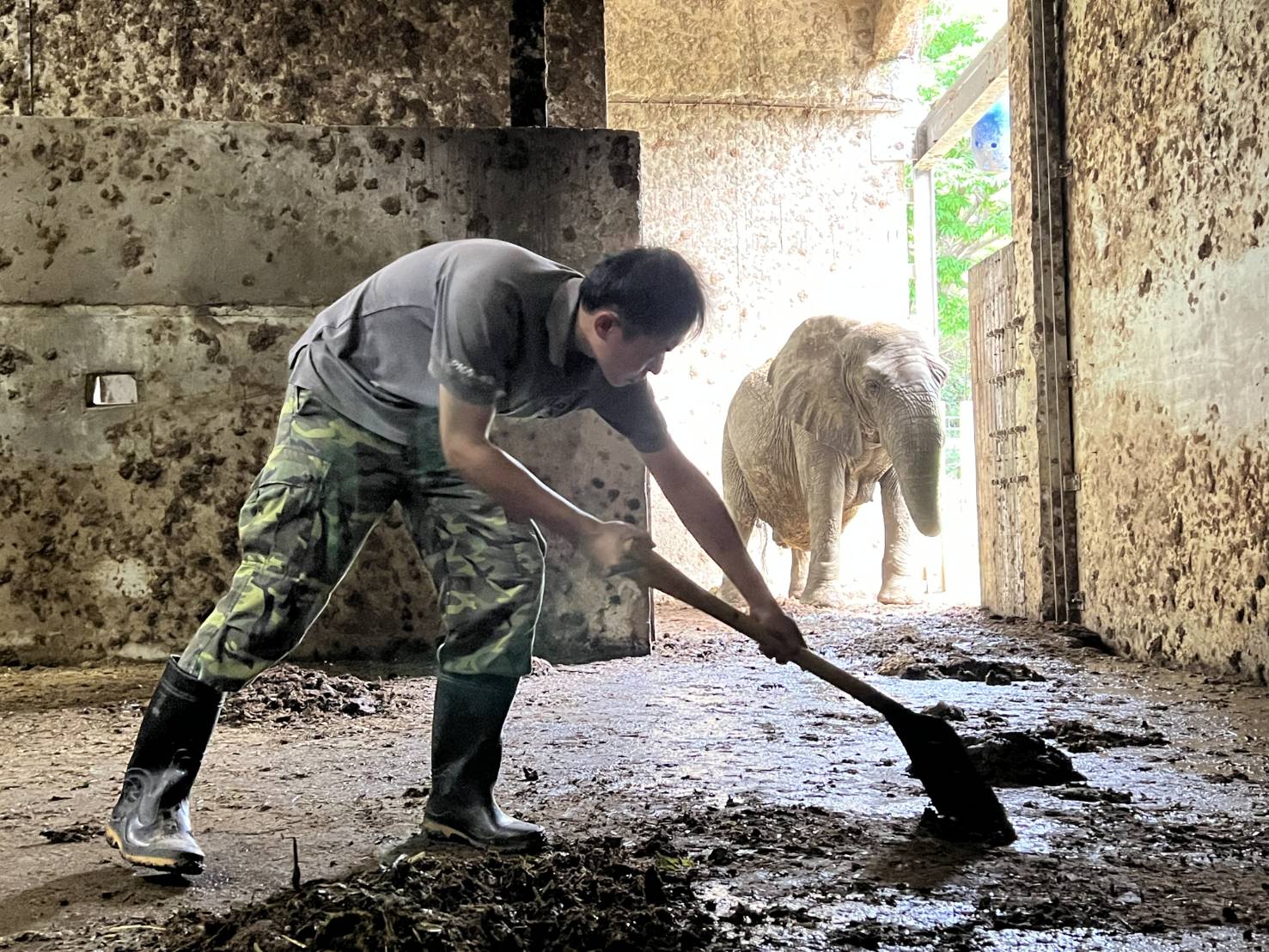 保育員林裕強每天一早就化身鏟屎官,幫忙清理阿里的房間。(壽山動物園提供)