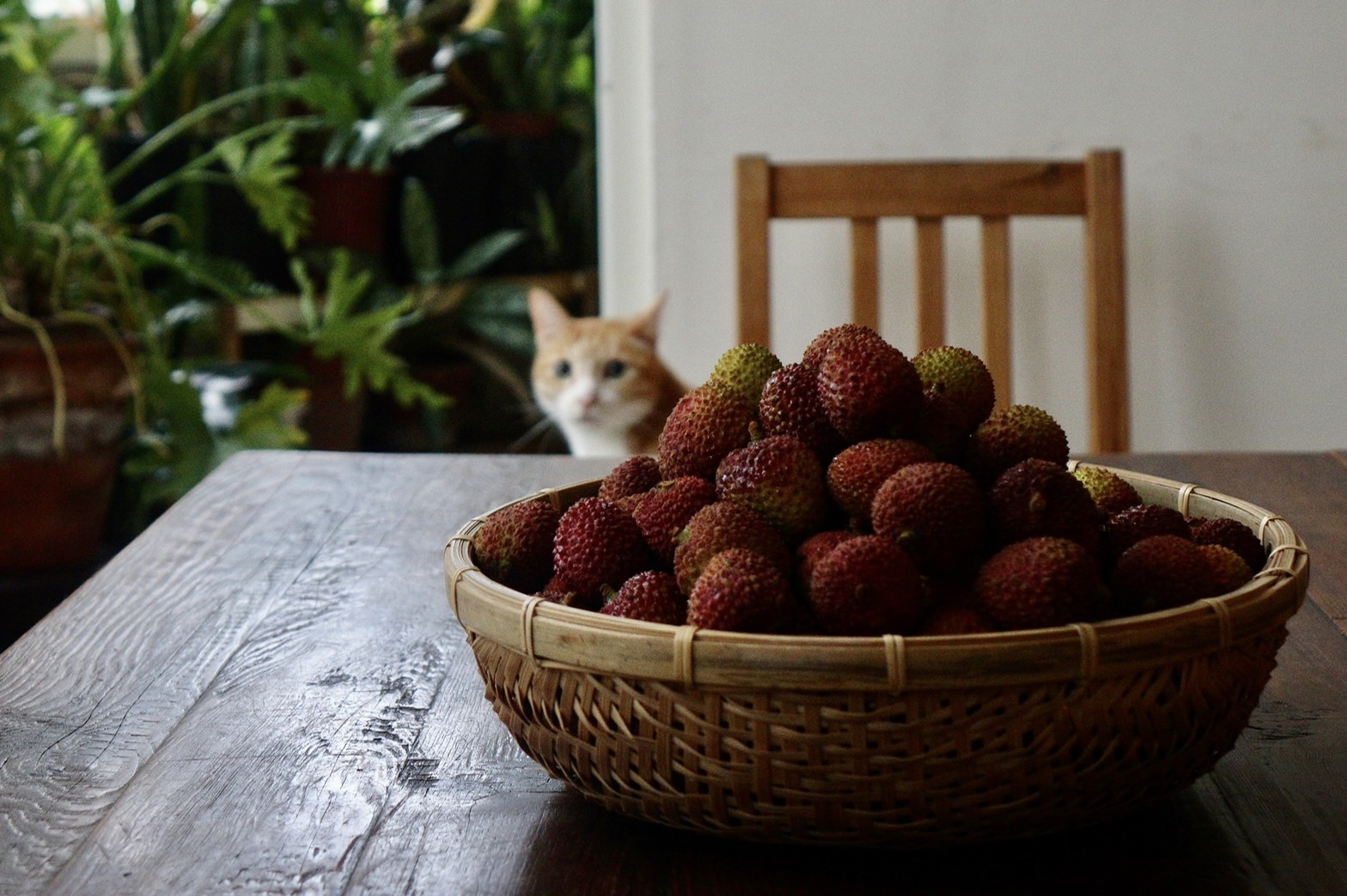 夏季就是要狂酗甜蜜蜜的荔枝和芒果，才不辜負大地贈予果實的心意。