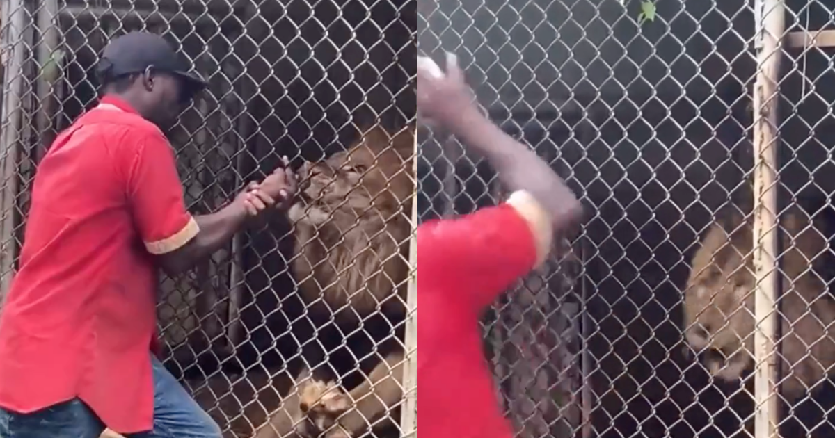 牙買加一名男子不斷挑釁獅子被狠咬,手指拔出後僅剩白骨。(翻攝自推特)