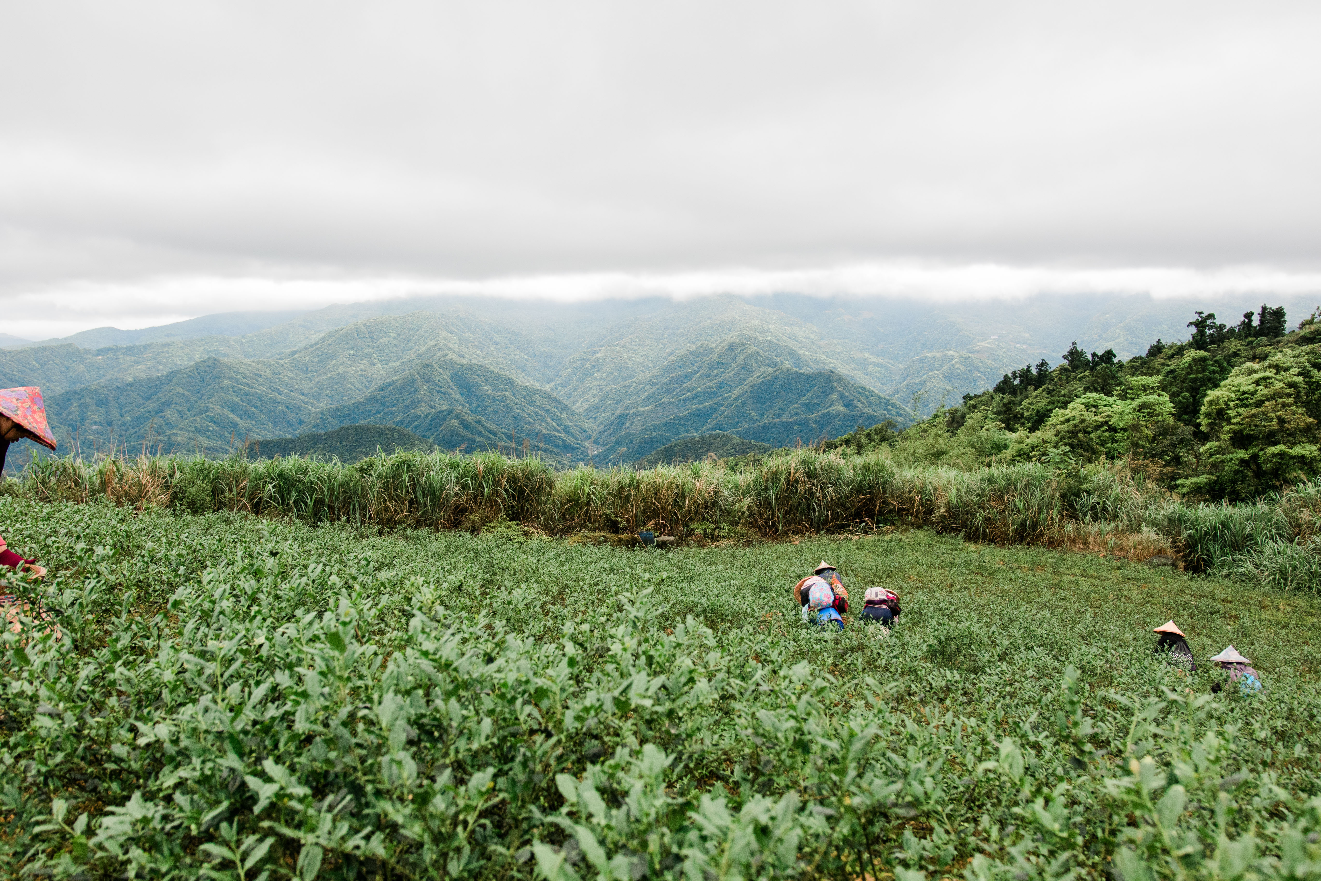 三種茶山療癒提案  探索坪林溪流古道、森林茶園、博物學旅