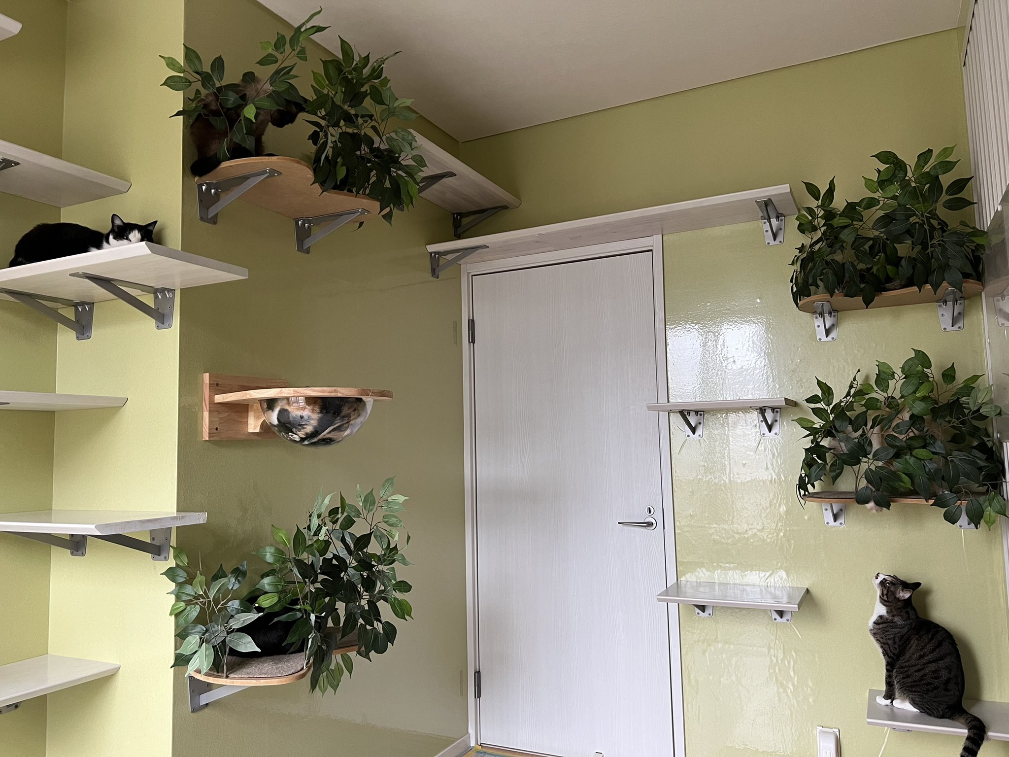 一名網友日前公布自家照片，讓大家猜猜畫面裡有幾隻貓，沒想到整個難倒網友。（翻攝自@nekobeya35 twitter）