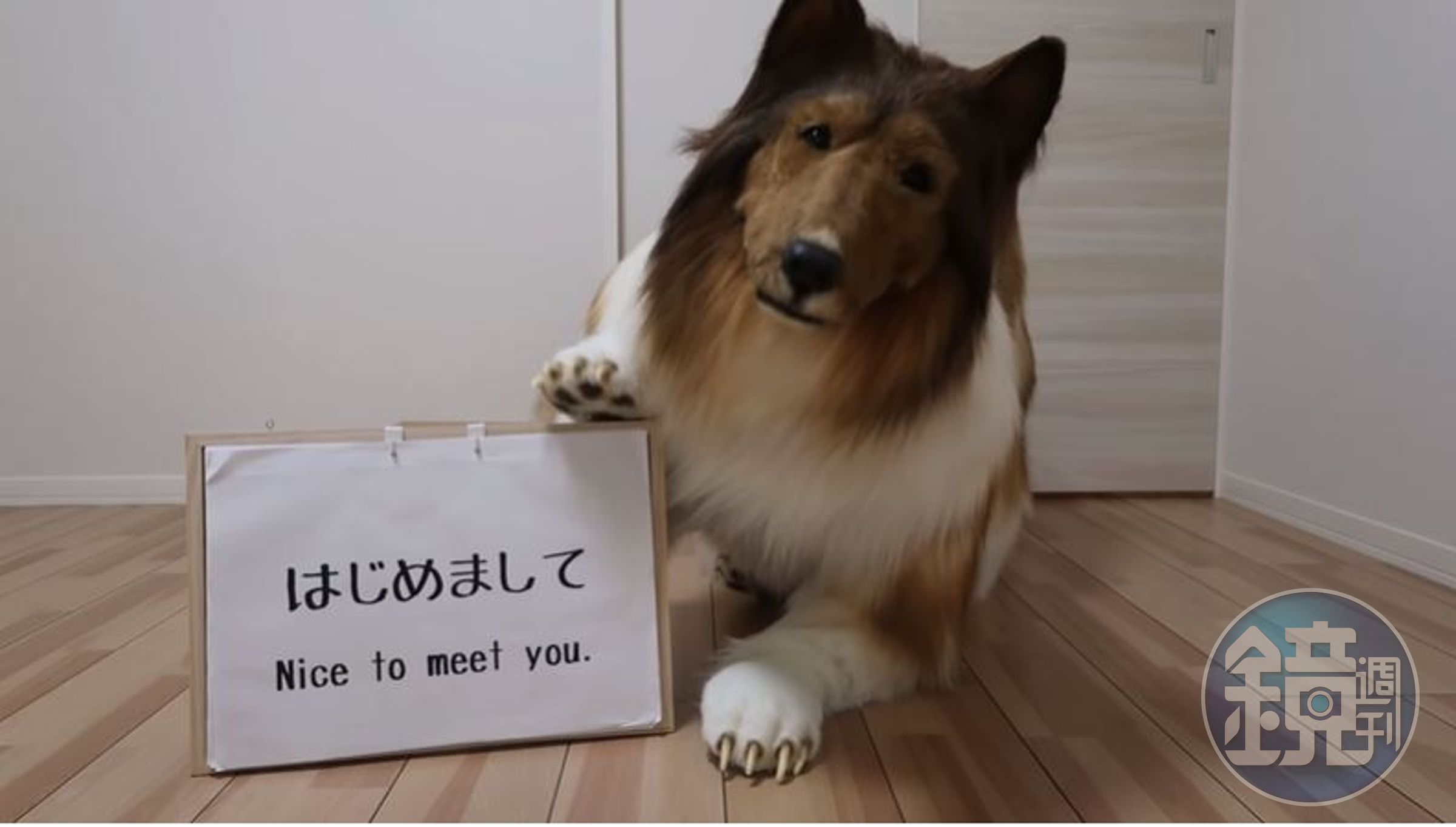 日本一名男子為了實現兒時夢想，砸錢讓自己變成一隻「牧羊犬」。（翻攝動物になりたいYouTube）