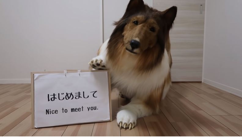 日本一名男子為了實現兒時夢想，砸錢讓自己變成一隻「牧羊犬」。（翻攝動物になりたいYouTube）