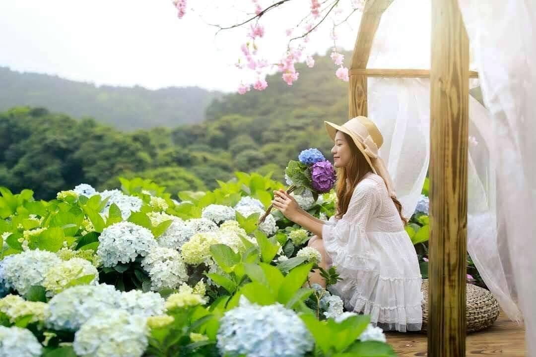 陽明山竹子湖每年5月起繡球花接棒海芋登場。（Klook提供）