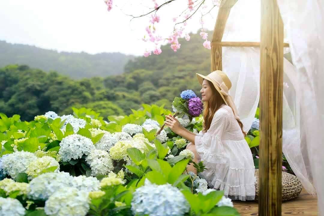 陽明山竹子湖每年5月起繡球花接棒海芋登場。（Klook提供）