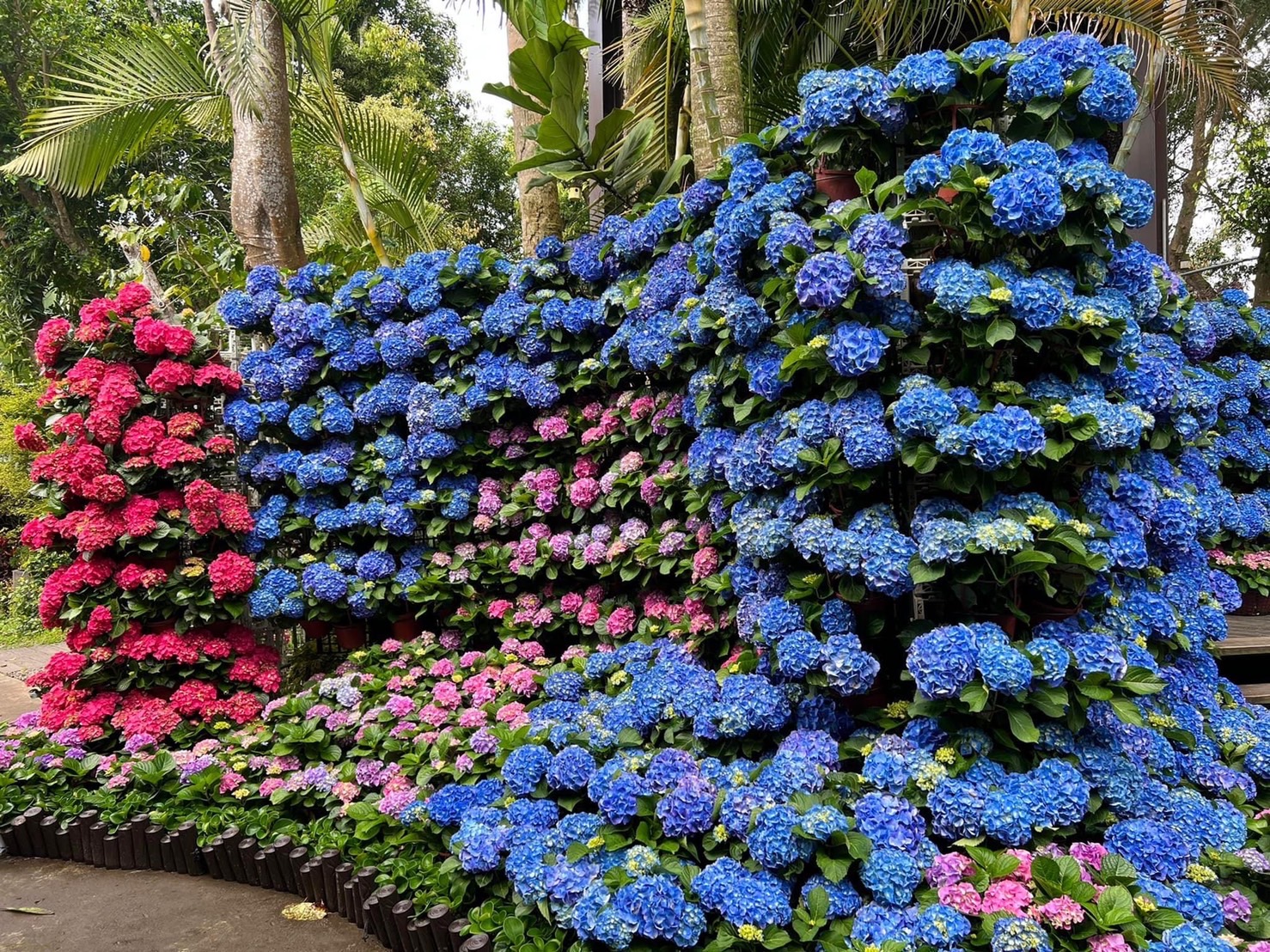 苗栗「花露農場」以繡球花聞名，今年花海預估可持續至6月。（花露農場提供）