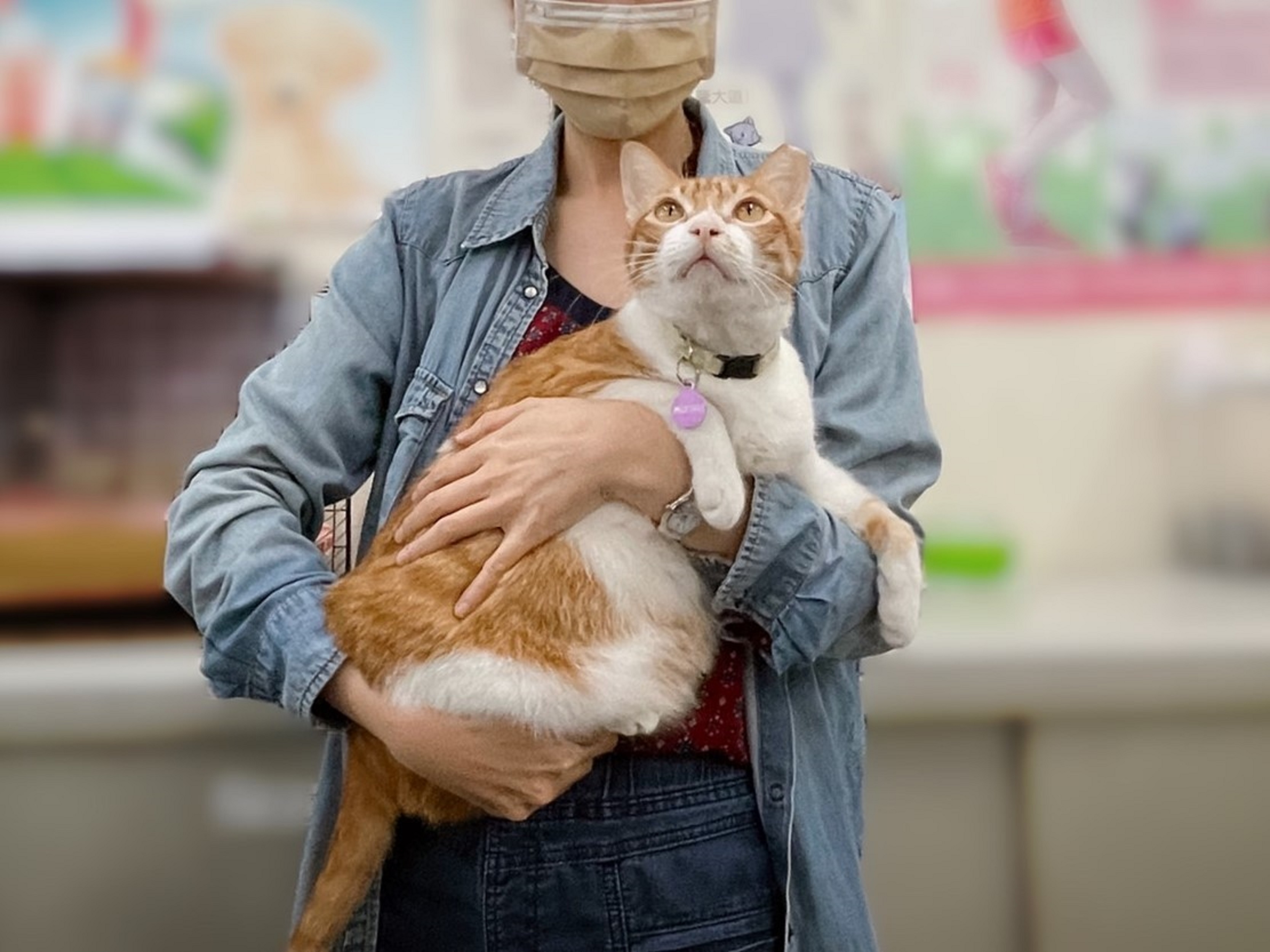 5/30被定為國際抱貓日，新北市動保處也規劃活動邀請大家一同享應。（新北市動保處提供）