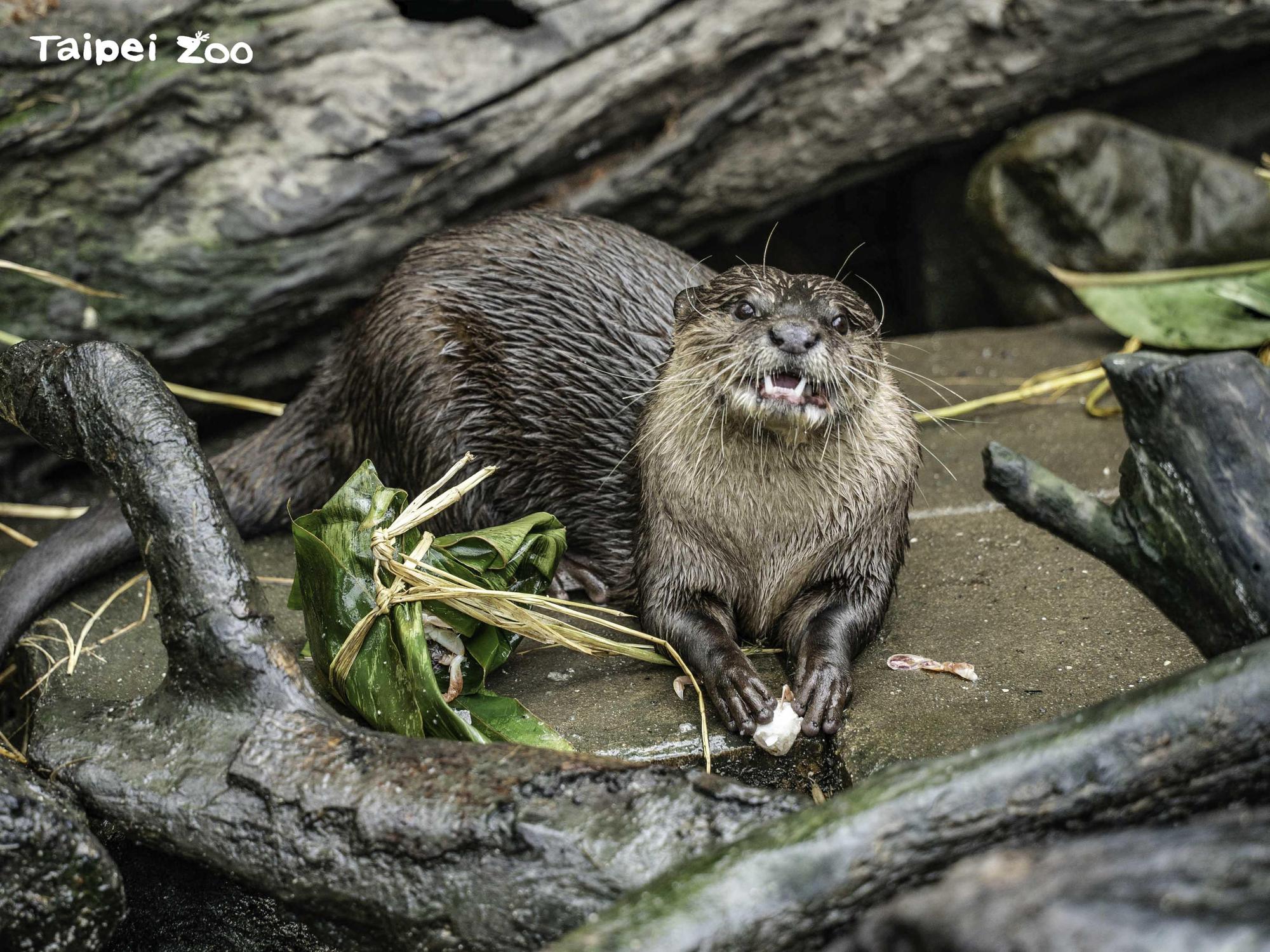 熱雨區小爪水獺搶先吃冰粽。(台北市立動物園提供)