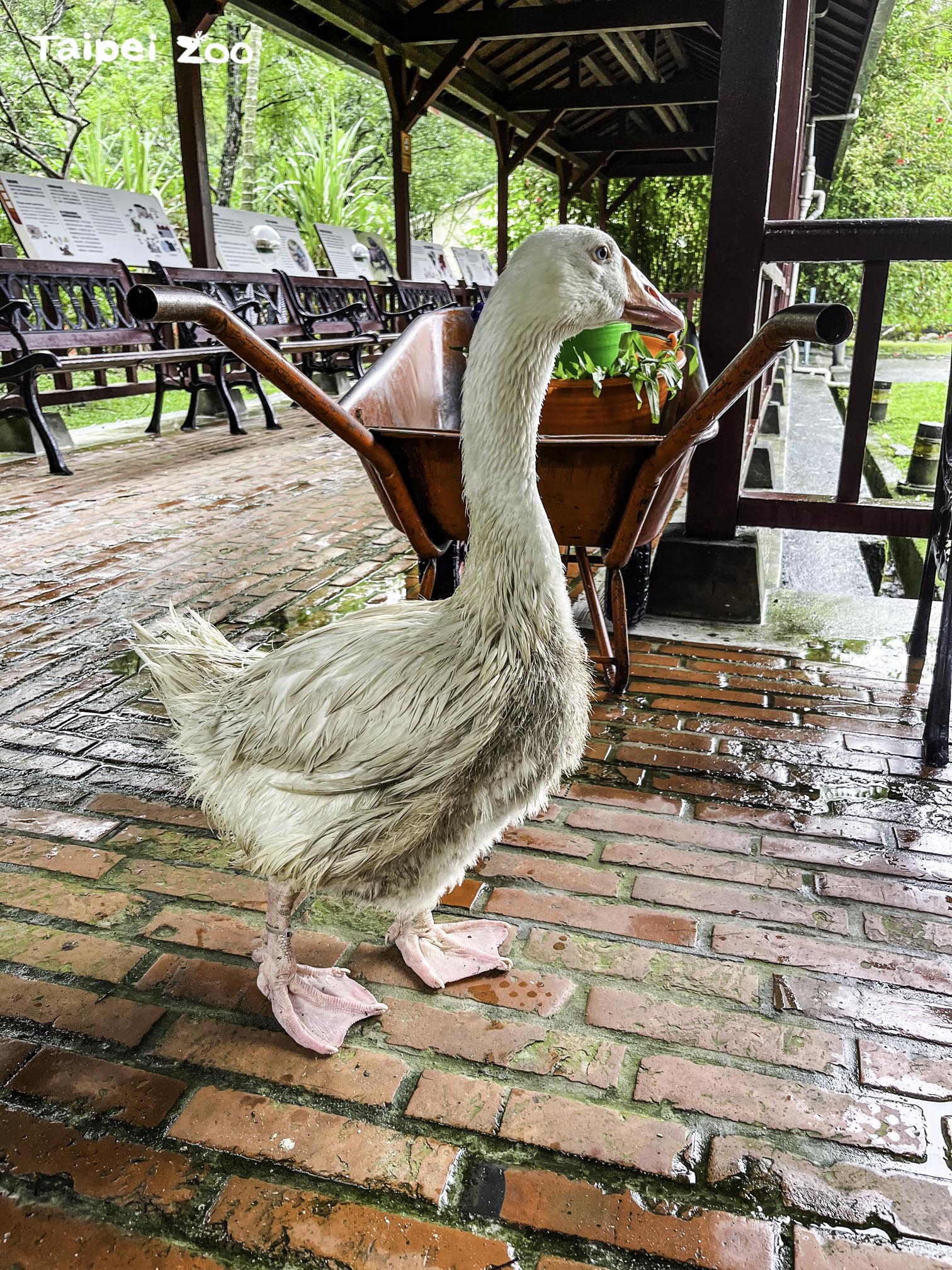 一隻白羅曼鵝外觀髒兮兮，讓人懷疑牠是否生病了？（台北市立動物園提供）