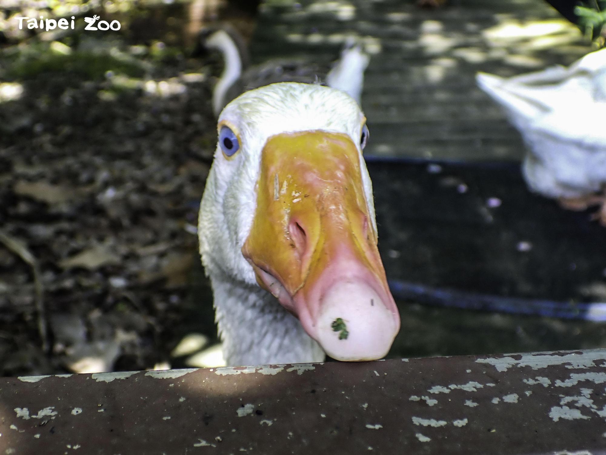一隻白羅曼鵝不敢到大水池游泳戲水。(台北市立動物園提供)