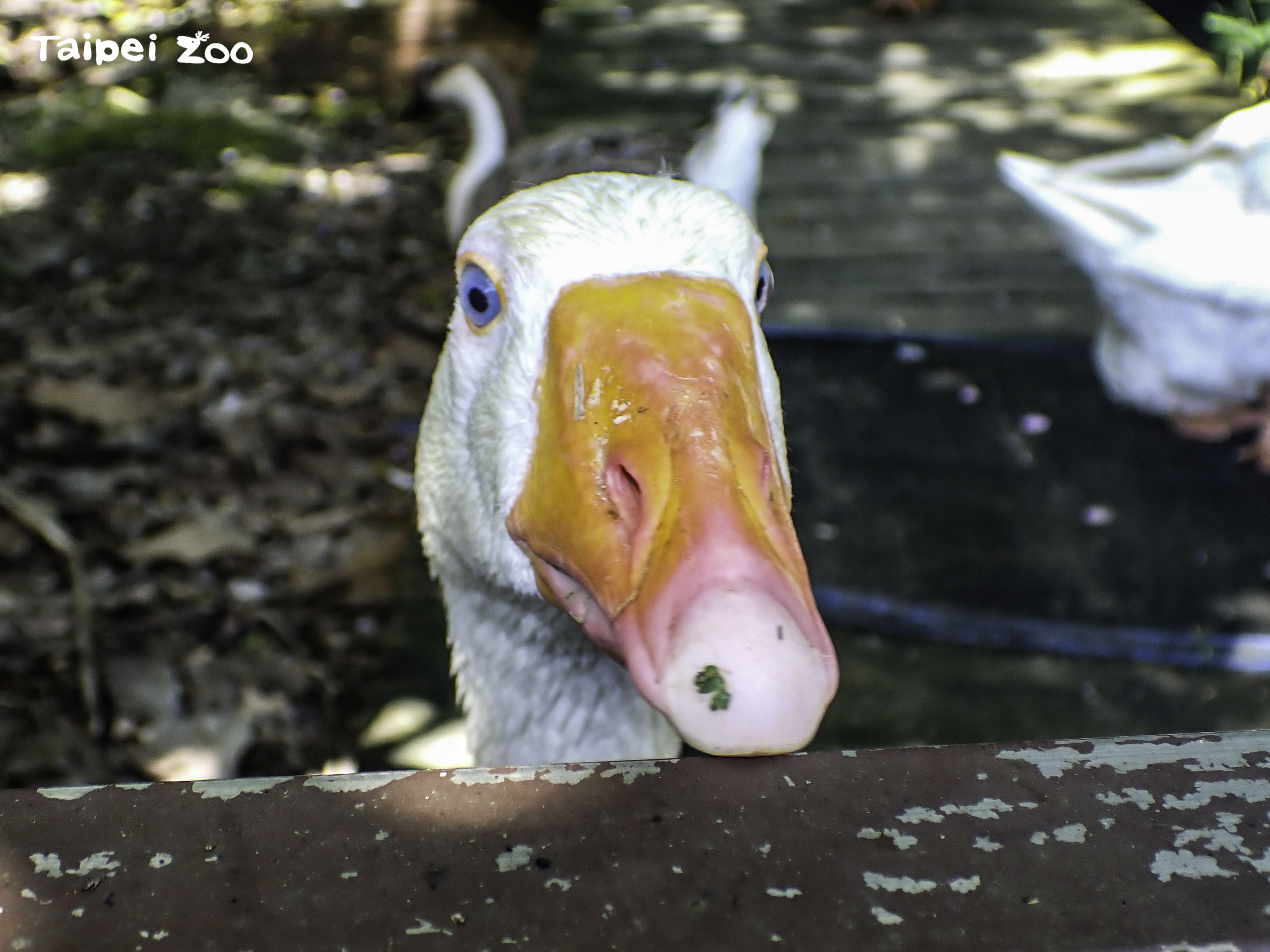 一隻白羅曼鵝不敢到大水池游泳戲水。（台北市立動物園提供）