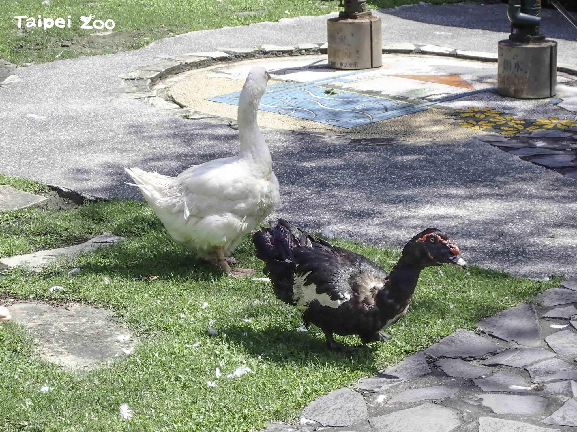 動物園裡有一隻白羅曼鵝和一隻番鴨從來不下水。(台北市立動物園提供)