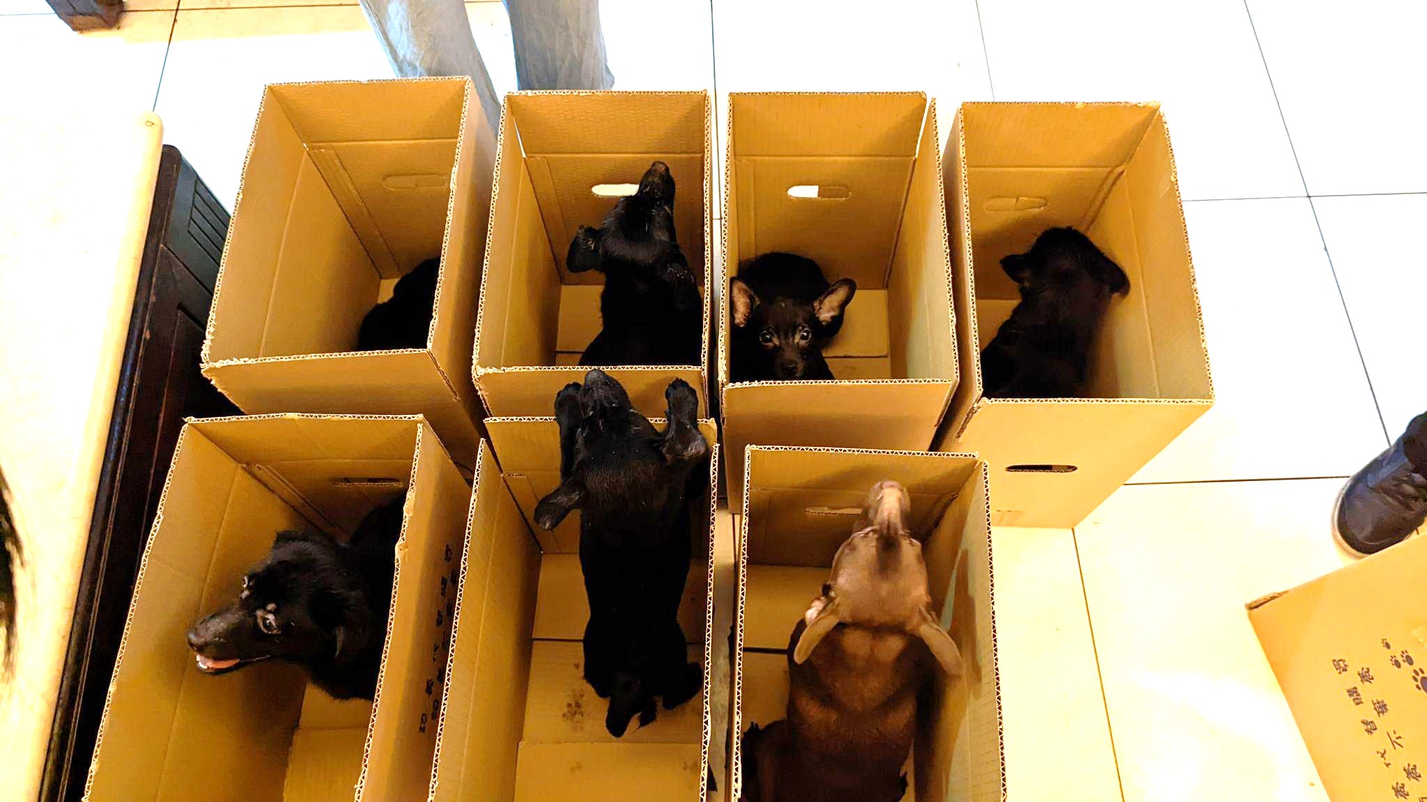 7隻可愛的狗狗會進入「巴克預備學校」成為新生，訓練完成後將進入新的家庭生活。（新北市動保處提供）