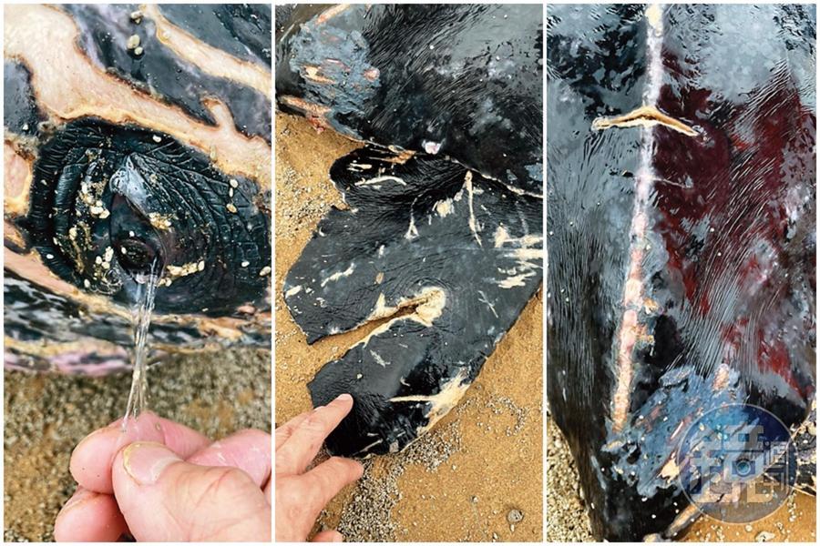 擱淺革龜眼裡布滿2021年底日本小笠原群島海底火山爆發後形成的浮石，尾與右後鰭足幾乎被流刺網削斷。（林群攝）