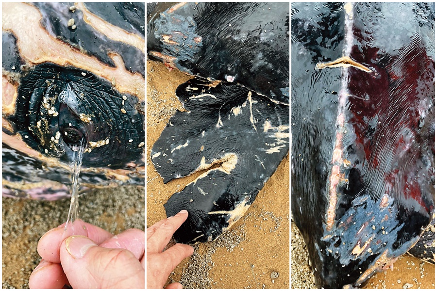 擱淺革龜眼裡布滿2021年底日本小笠原群島海底火山爆發後形成的浮石，尾與右後鰭足幾乎被流刺網削斷。（林群攝）