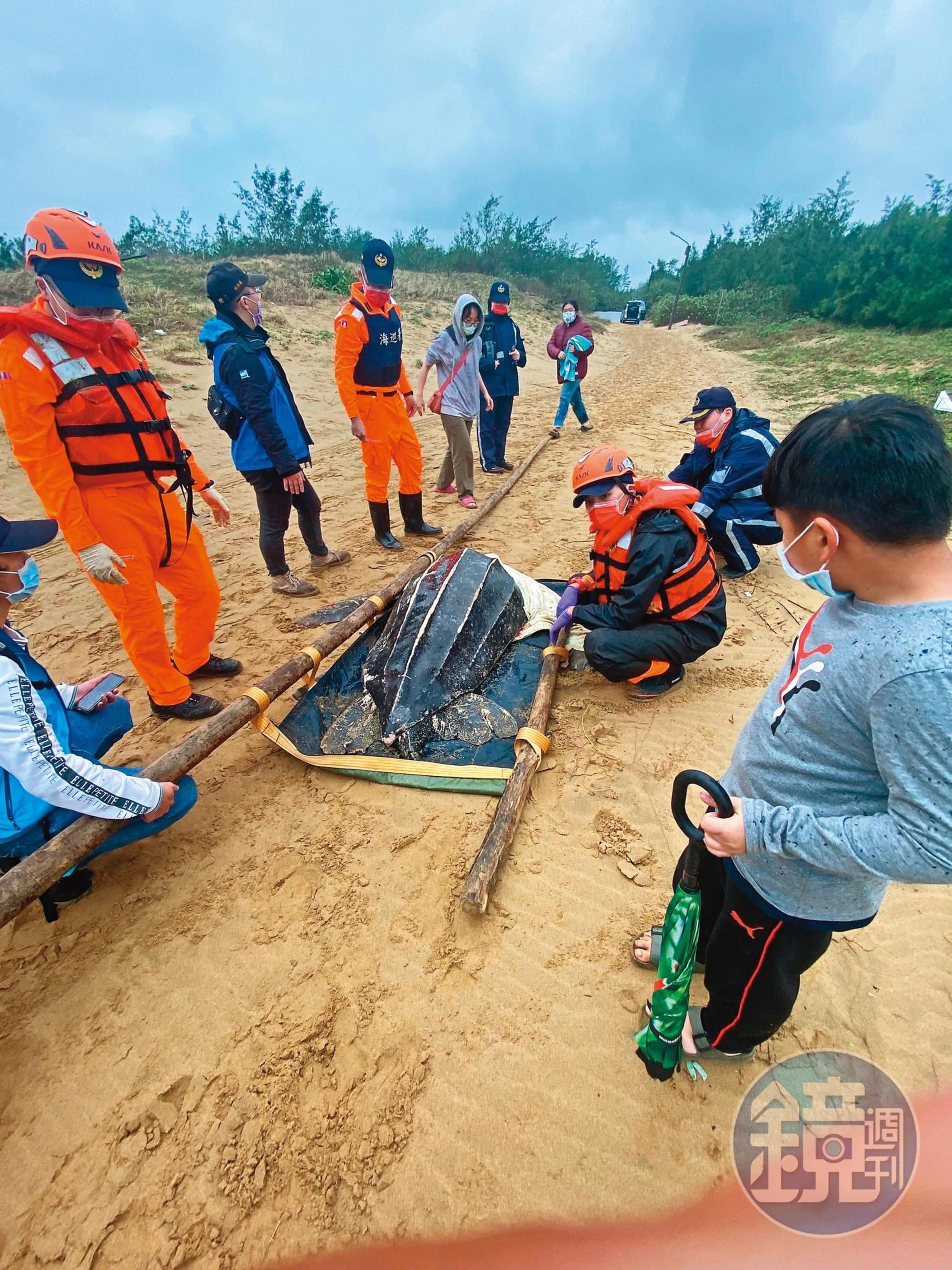 革龜獲救後被送往海洋大學照護，但隔日因壞死性腸炎與敗血性血栓等問題身亡。（林群攝）