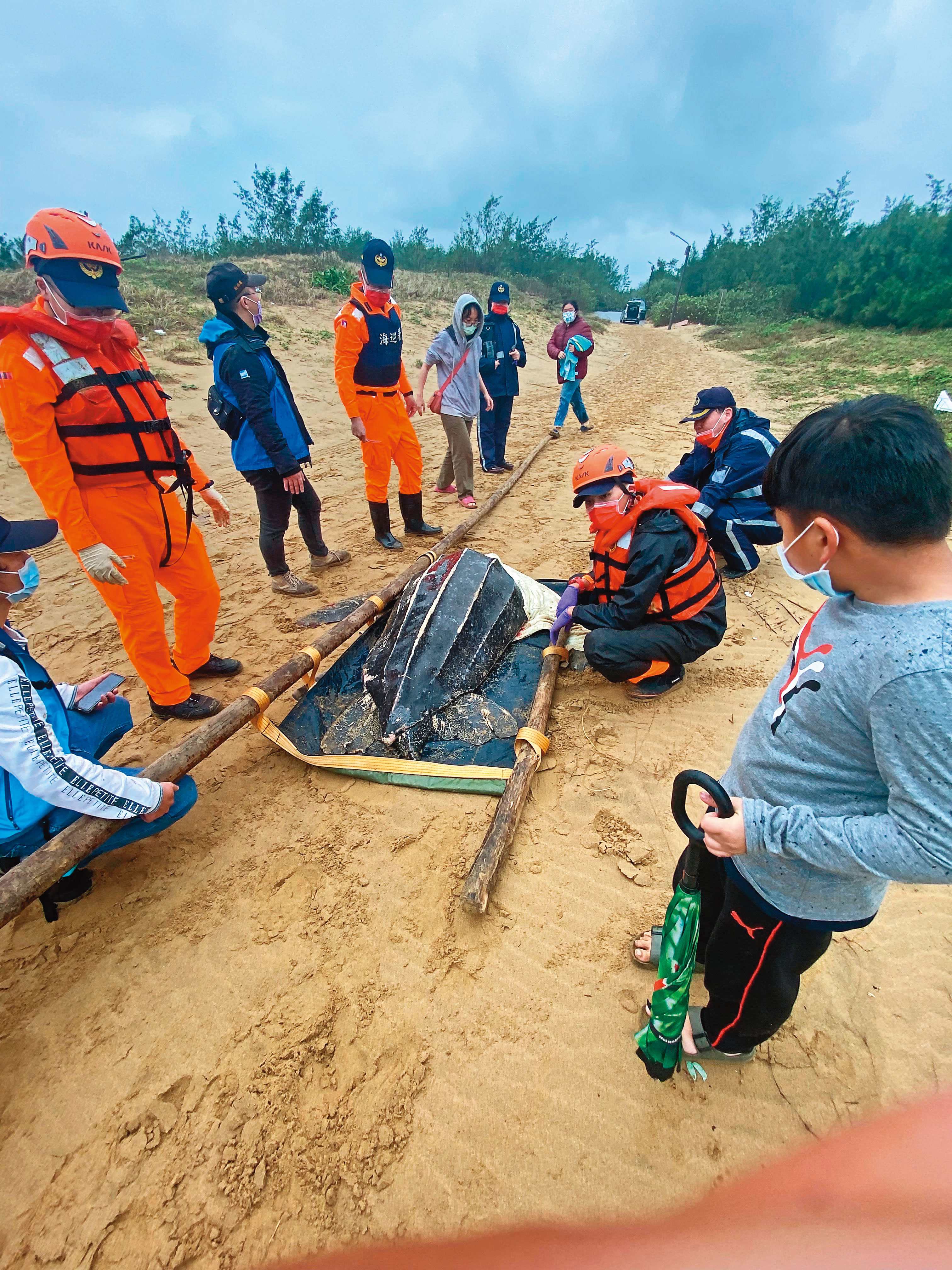 革龜獲救後被送往海洋大學照護，但隔日因壞死性腸炎與敗血性血栓等問題身亡。（林群攝）