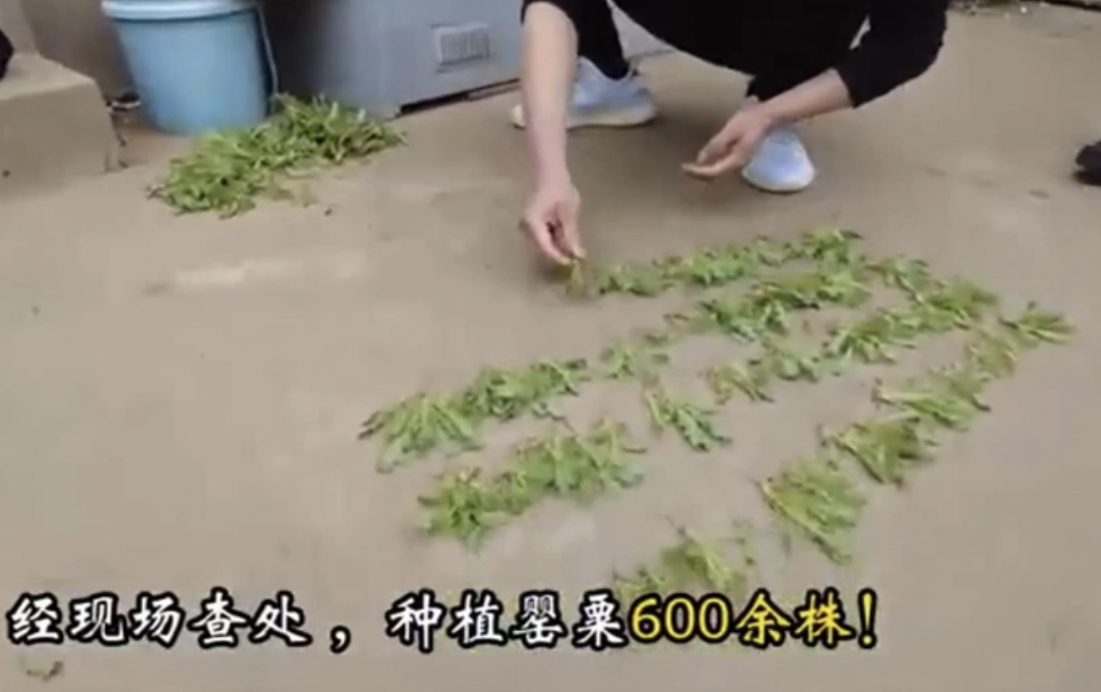 中國警方查獲627株罌粟，當場全數剷除。（翻攝微博）