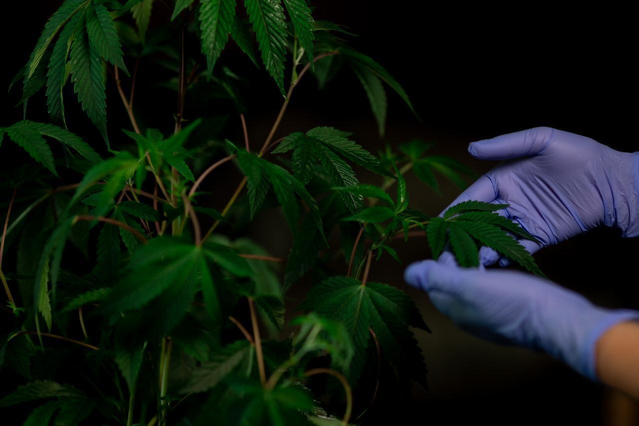 泰國,今日正式允許民眾種植大麻,成為亞洲第一個大麻合法化國家。(Pexels,示意圖)