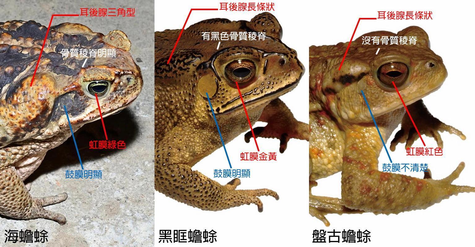 海蟾蜍、黑眶蟾蜍、盤古蟾蜍的辨識照片。（台東縣政府提供）
