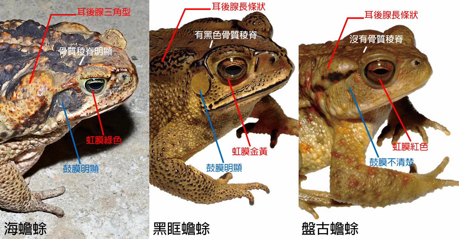 海蟾蜍、黑眶蟾蜍、盤古蟾蜍的辨識照片。（台東縣政府提供）
