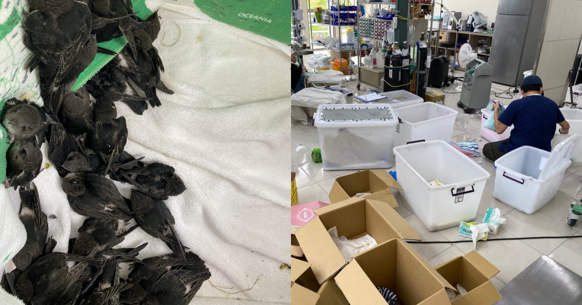 野灣收到144隻失親雛鳥,急徵飼料。(翻攝自野灣野生動物保育協會臉書)