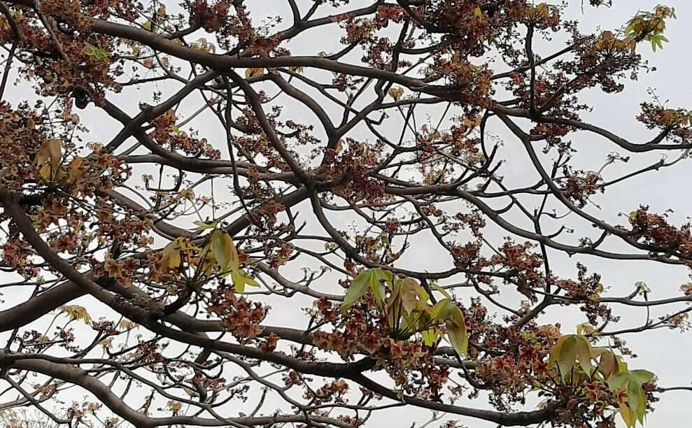 高雄市昨晚多個行政區飄散豬屎味，原來是有「豬屎花」之稱的行道樹掌葉蘋婆造成的。（翻攝自台北旅遊網）