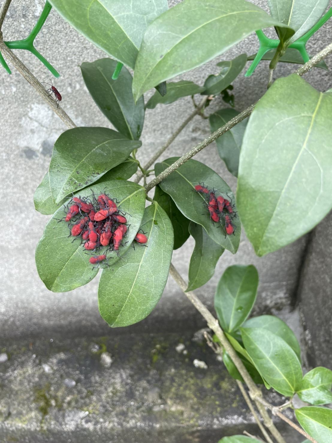 紅姬緣椿象無攻擊性且會有臭味,民眾經常誤以為是紅火蟻。(新北市景觀處提供)