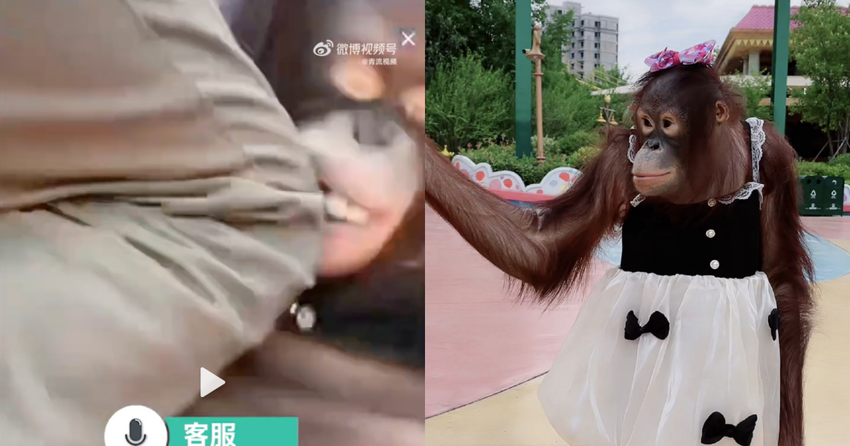 中國鄭州銀基動物王國的動物明星紅毛猩猩，日前疑似因不小心踩到女主播的腳，慘遭飼育員膝擊。（翻攝自微博）