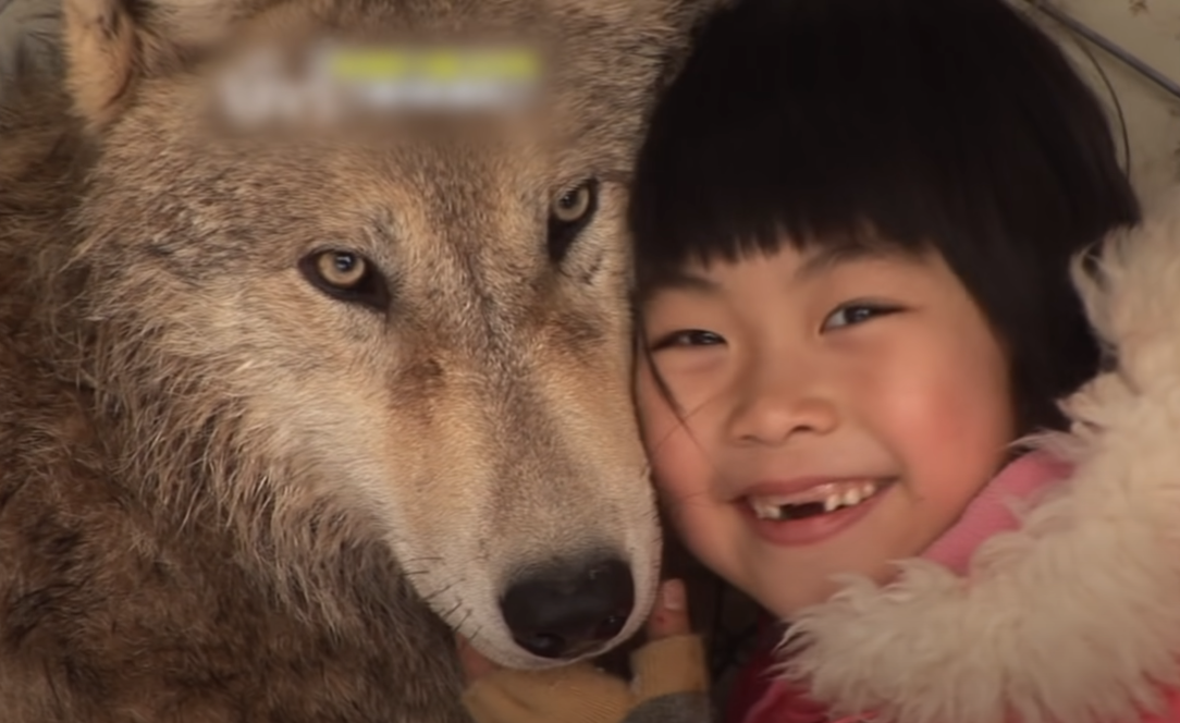 寶兒從3歲開始就和狼相處，如今7歲的她和狼感情有如家人一般。（翻攝Kritter Klub YouTube頻道）