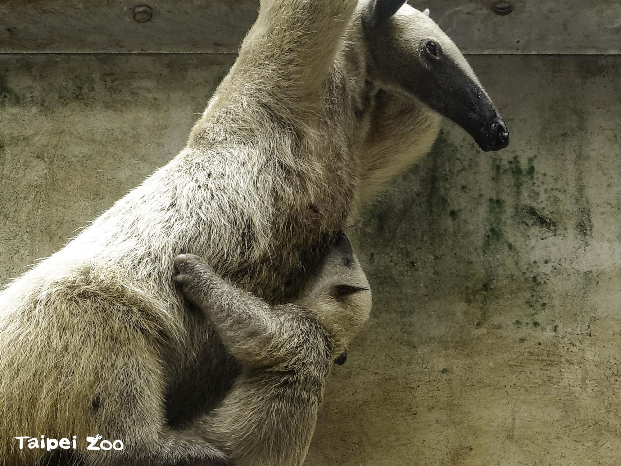 「紅包」喝奶的萌樣曝光。（台北市立動物園提供）