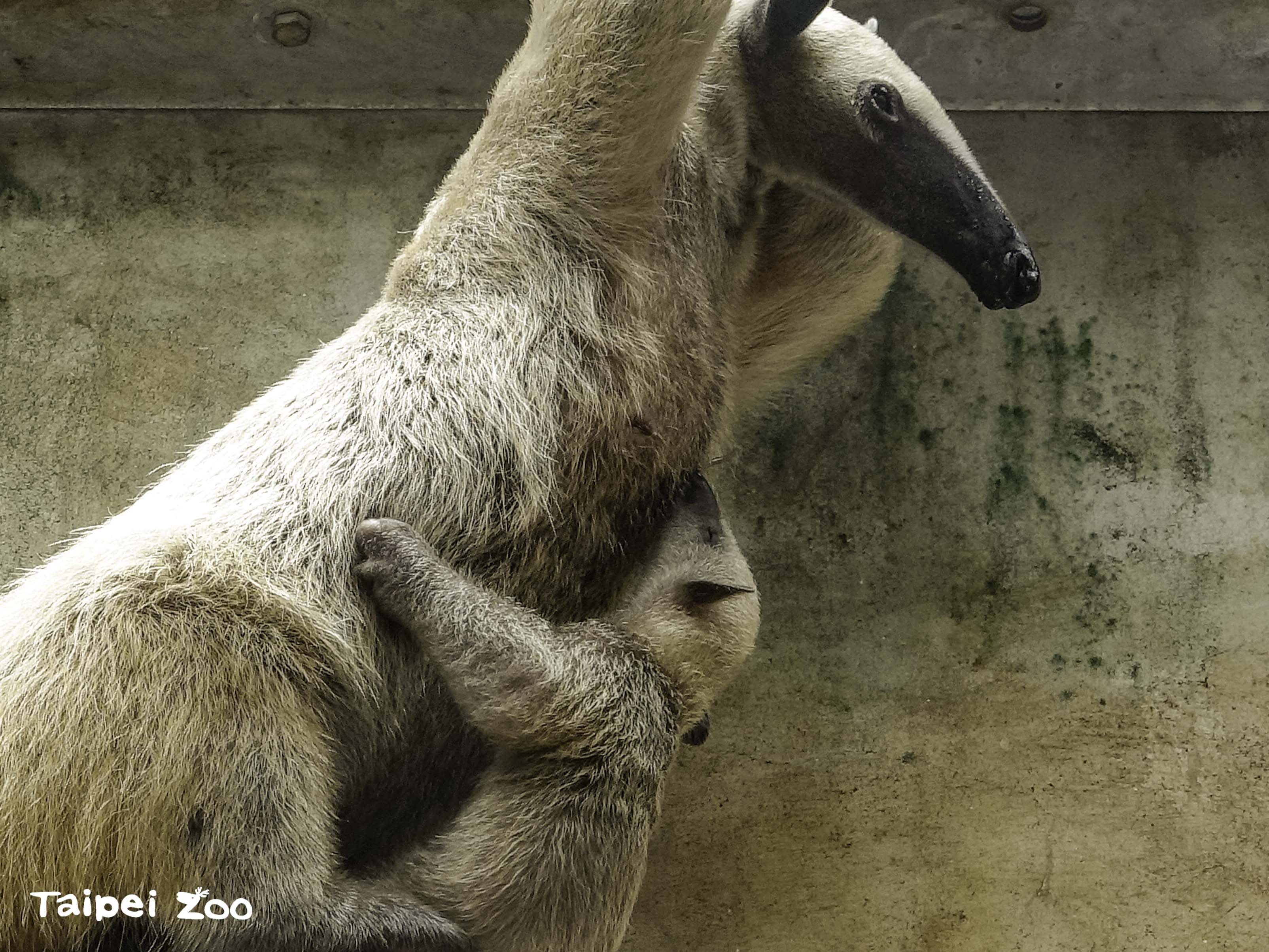 「紅包」喝奶的萌樣曝光。（台北市立動物園提供）