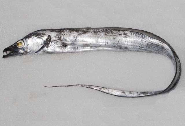 台灣一批輸中白帶魚被驗出包裝上有新冠病毒,遭暫停輸入1週。示意圖,非當事白帶魚。(翻攝自維基百科)