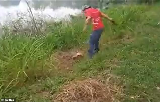 當母鱷魚是塑膠做的！醉男挑釁決鬥反被狠咬拖下水，震撼影片曝光。 （翻自推特）