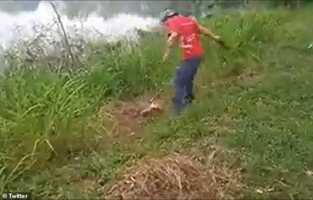 當母鱷魚是塑膠做的！醉男挑釁決鬥反被狠咬拖下水，震撼影片曝光。 （翻自推特）