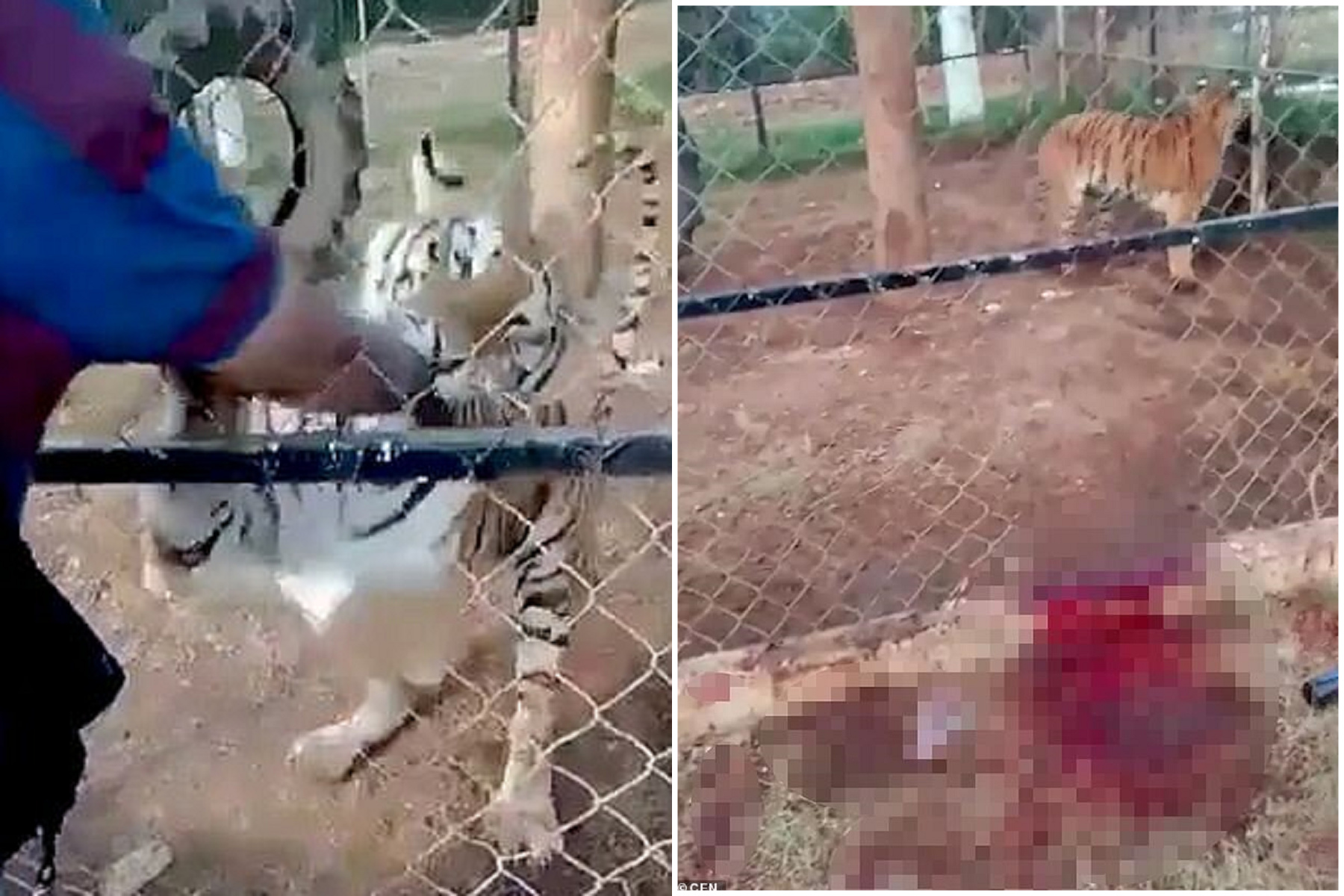 血腥慎入！保育員伸手餵食慘遭老虎狠咬，不幸身亡影片曝光。（翻自英國《每日郵報》）