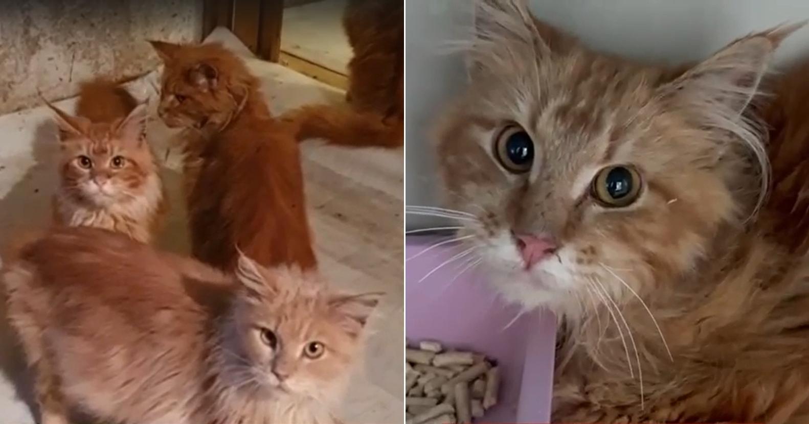 獨居女猝死2週,20隻愛貓因為斷糧,啃食飼主屍體維生,警方破門驚見恐怖一幕。(翻攝vk.com)