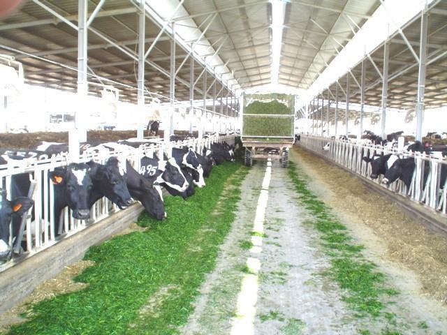 由於氣溫遠高於牛群的「理想天候」，進而導致義大利北部城鎮乳牛泌乳量減少10%。（翻攝自維基百科）