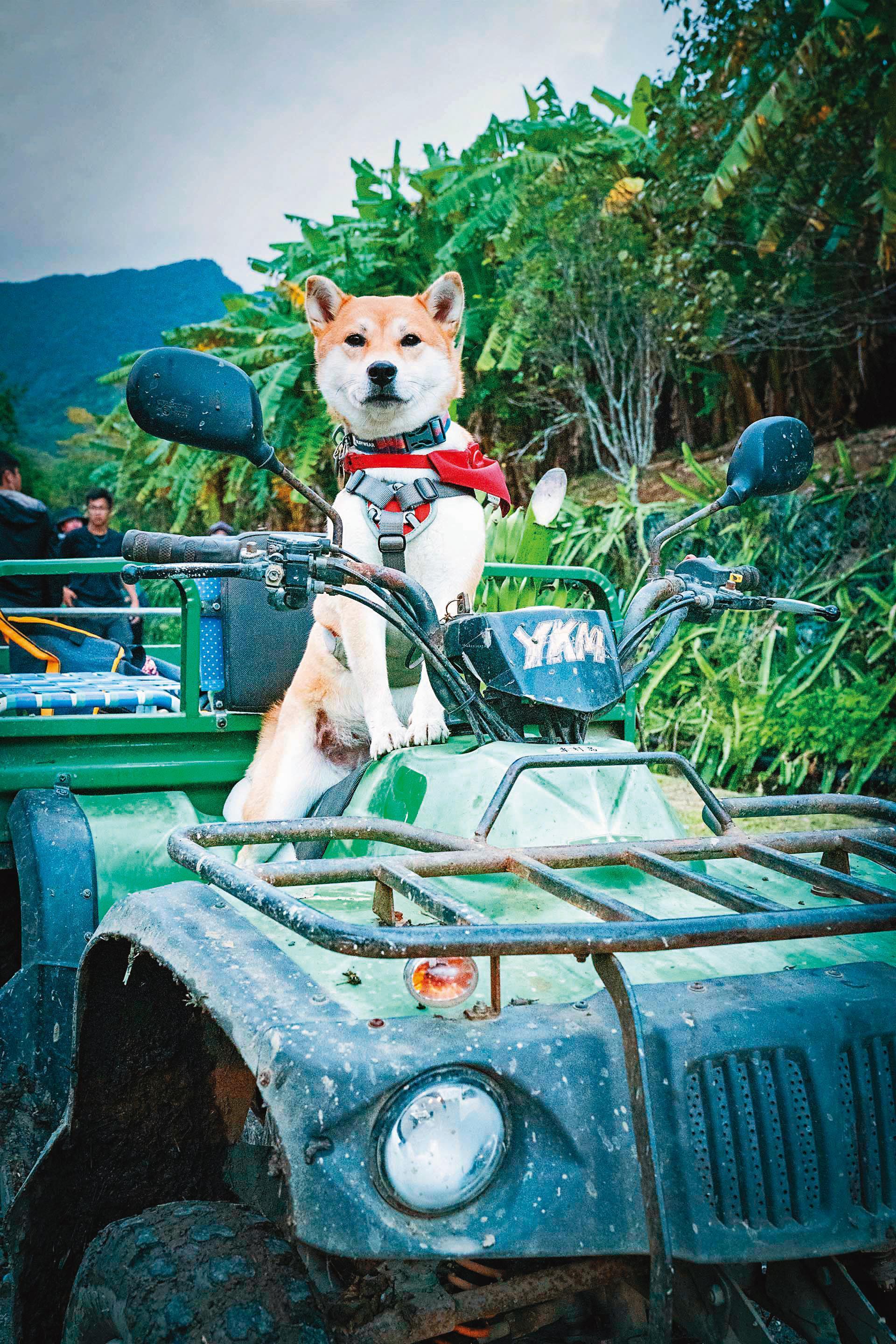 柴犬Afuri表情生動,搭配活潑音效和動畫,在實境節目中萌樣超吸睛。(LINE TV提供)
