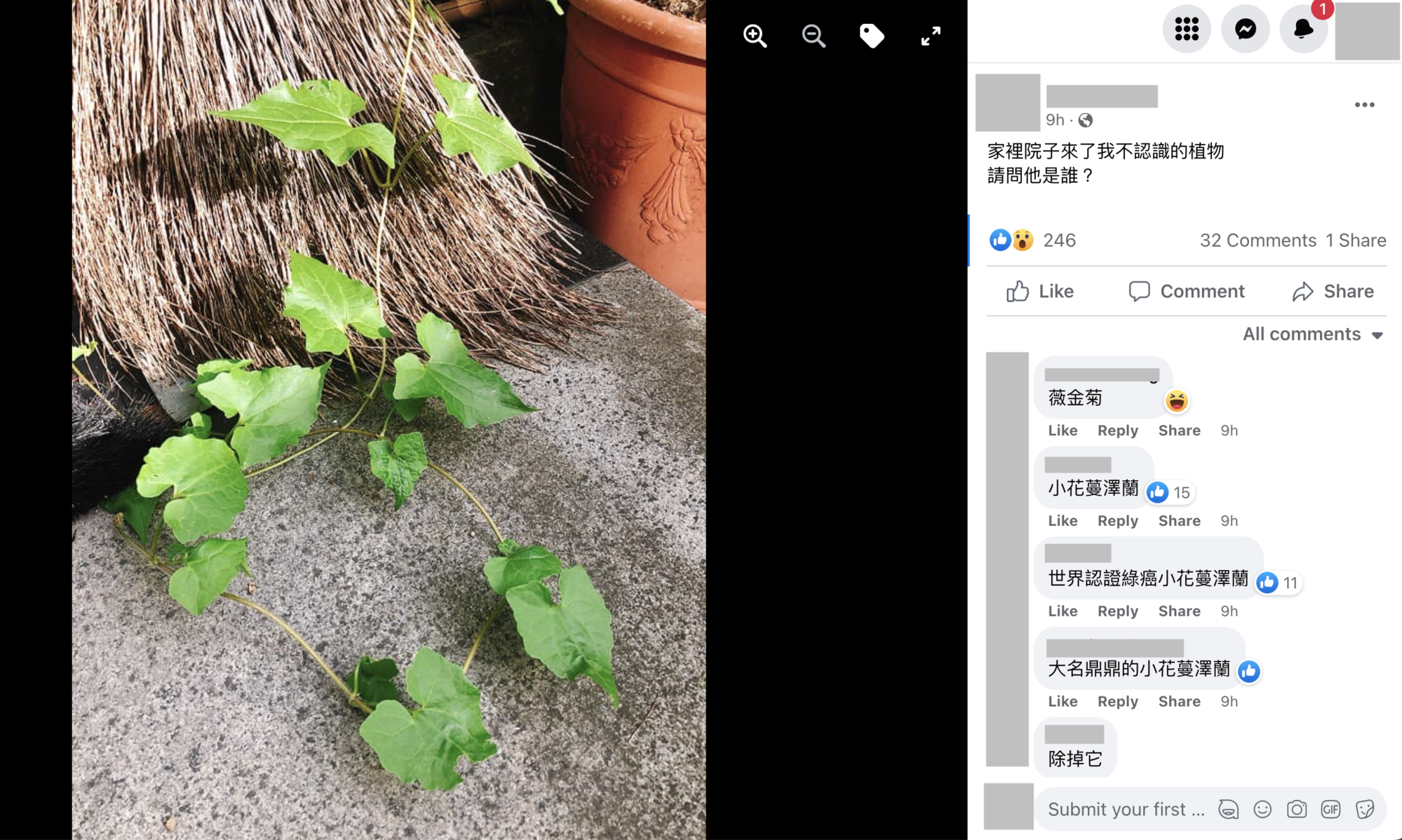 小花蔓澤蘭出現在民眾家裡的院子。（翻攝「認識周遭的植物」臉書社團）