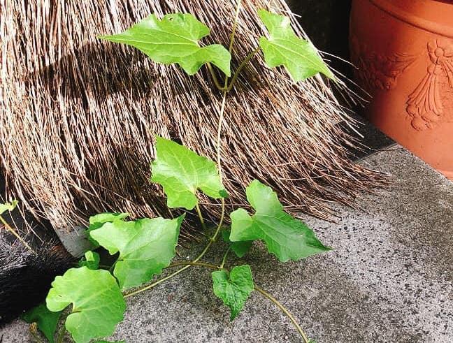 有網友貼出家裡「不認識的植物」，沒想到是小花蔓澤蘭。（翻攝「認識周遭的植物」臉書社團）