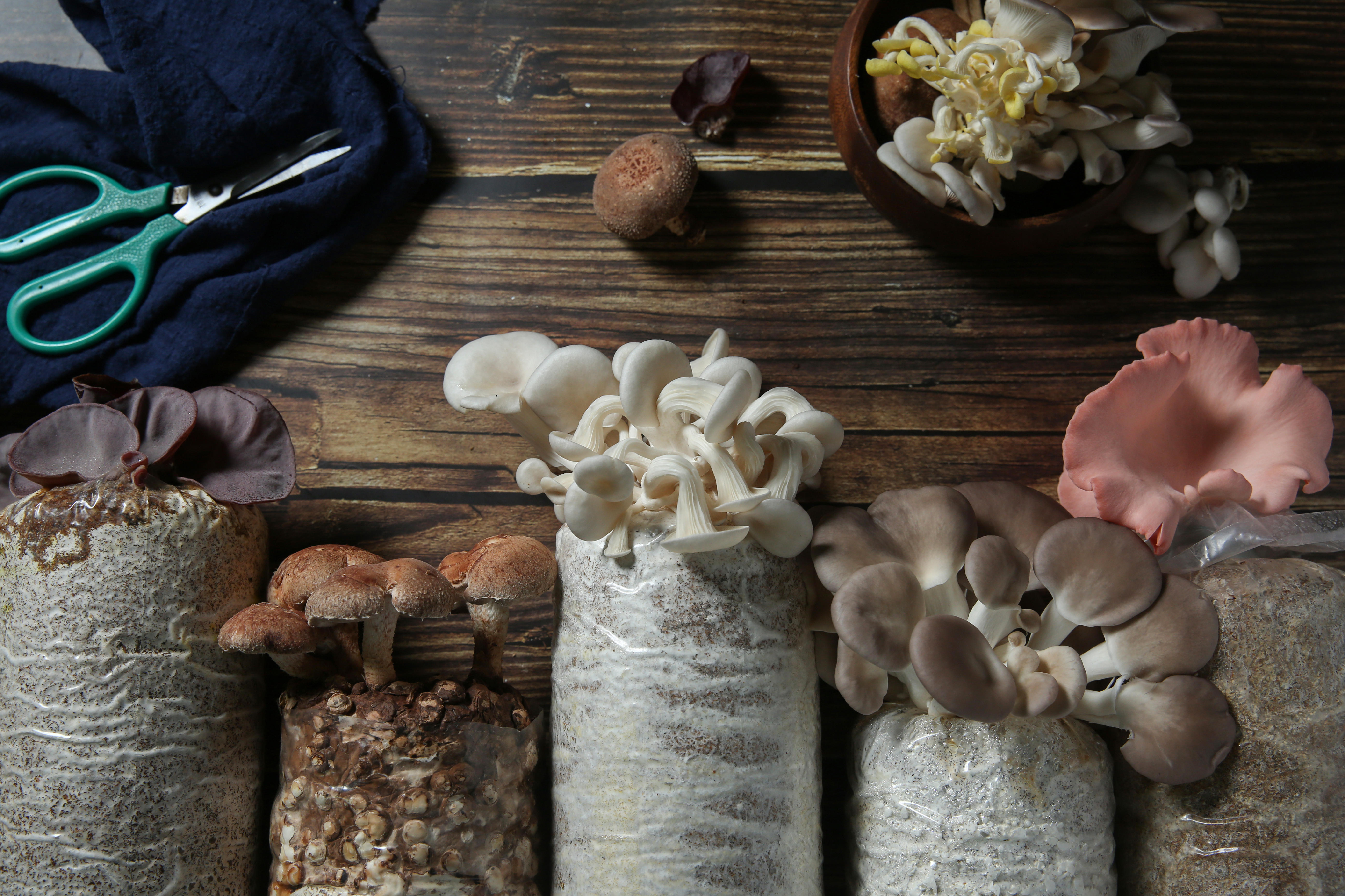 「菇菇太空包」會依季節推出不同品種，在家採收很有成就感。（50元／包）