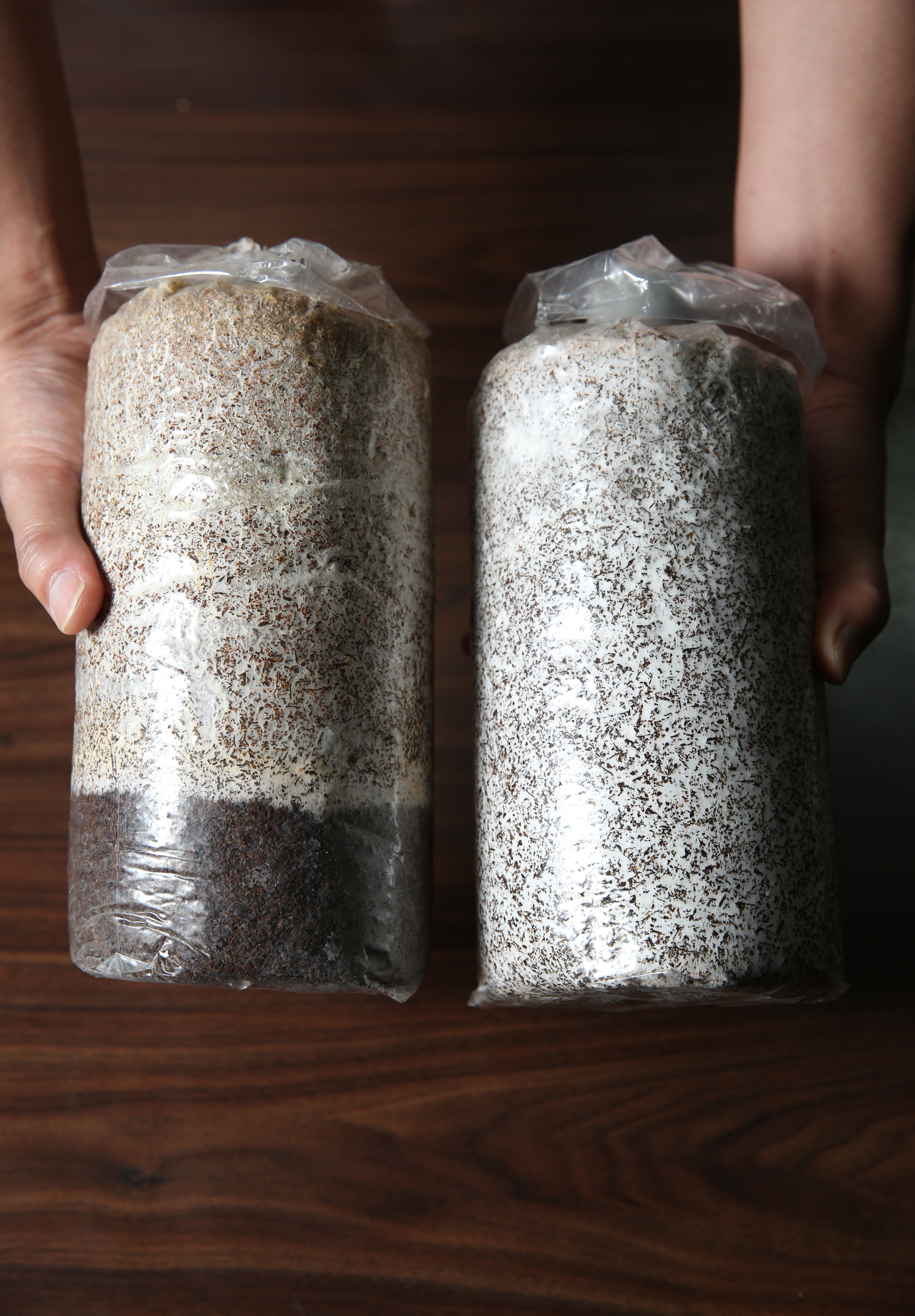 太空包到貨時的菌絲約走8成滿（圖左），要等到走滿（圖右）才可開包種植。