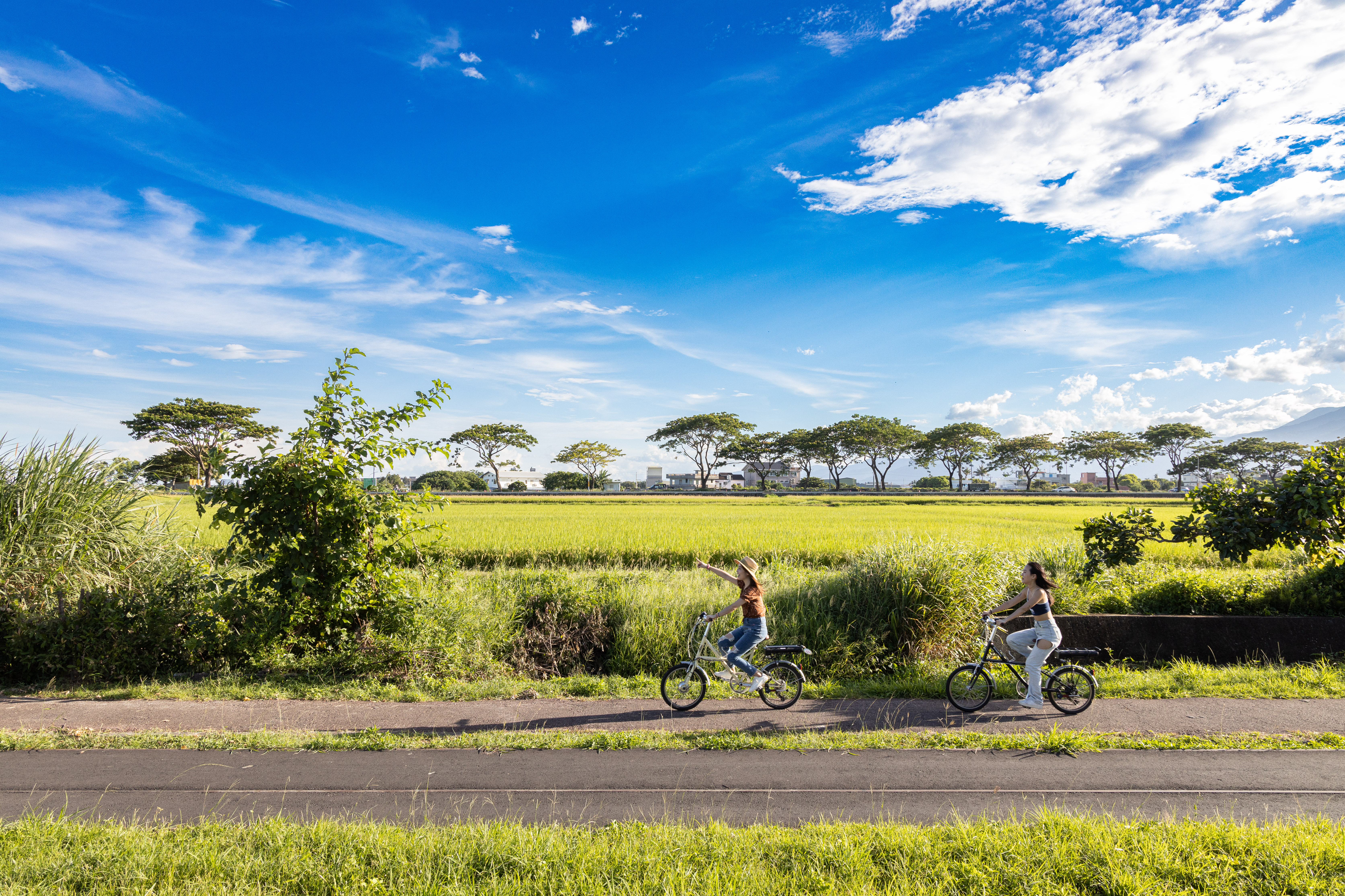 6月初訪台東，正值稻穗慢慢成熟的時間。